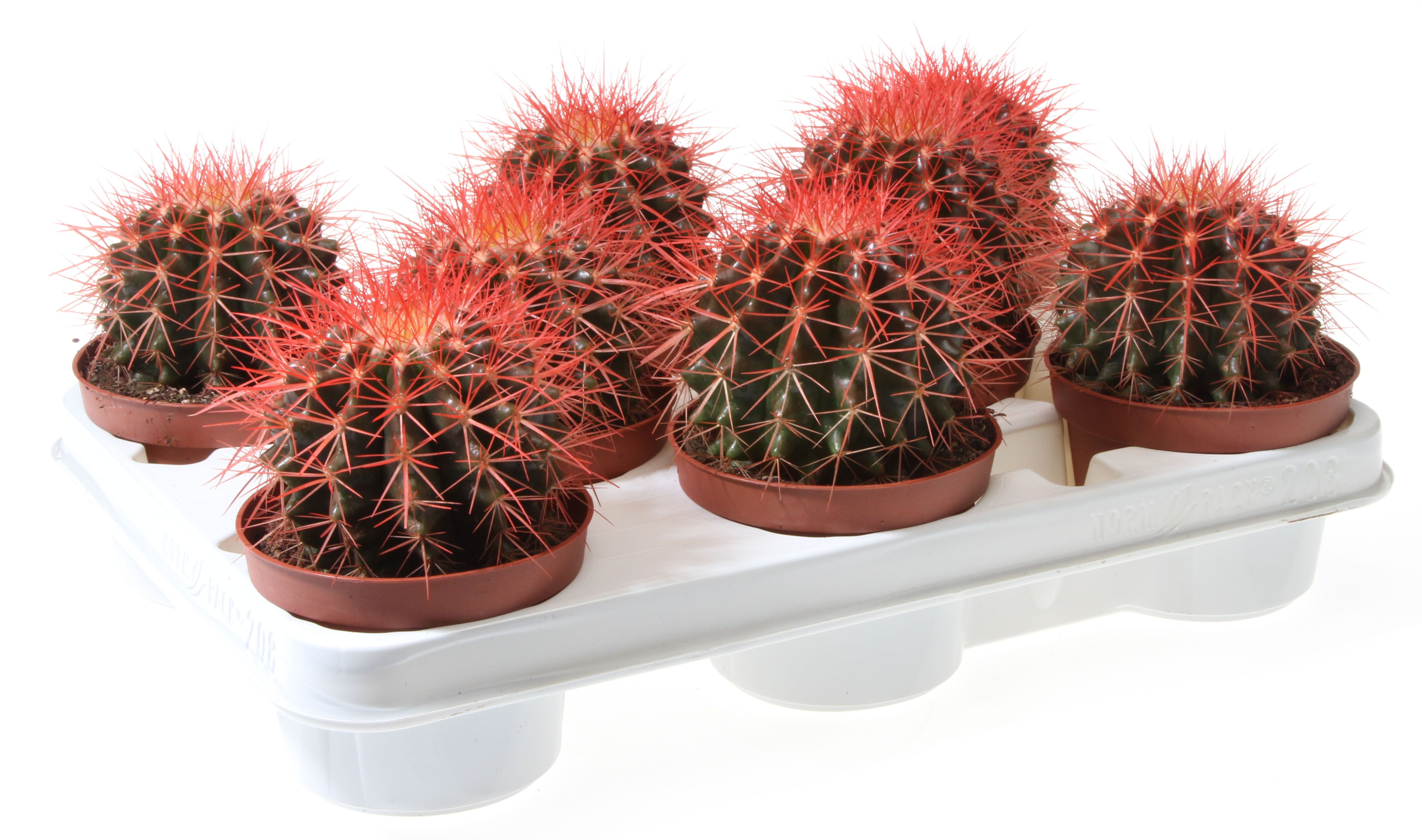 Grusonii rainbow rood, D 10,5