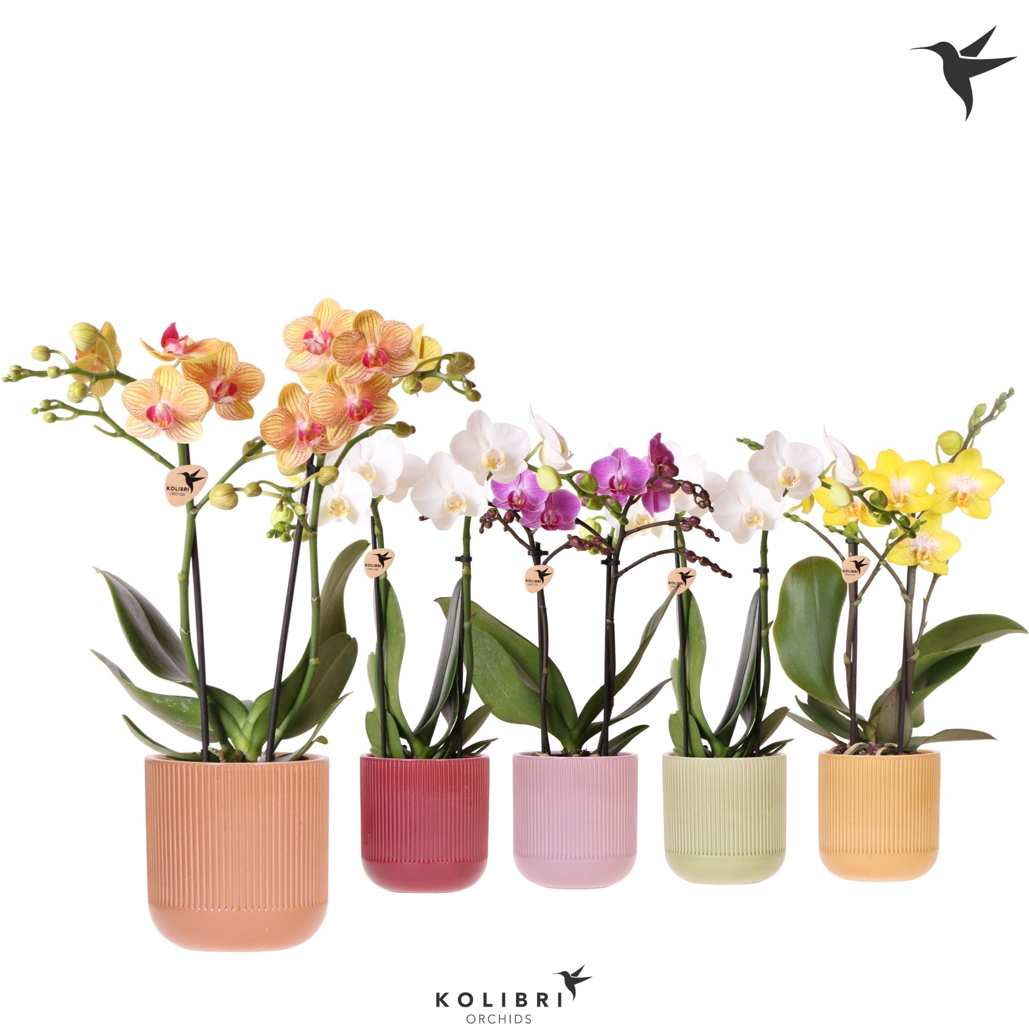 Kolibri Orchids Phalaenopsis mix 2 spike in Flare pot mix, D 9