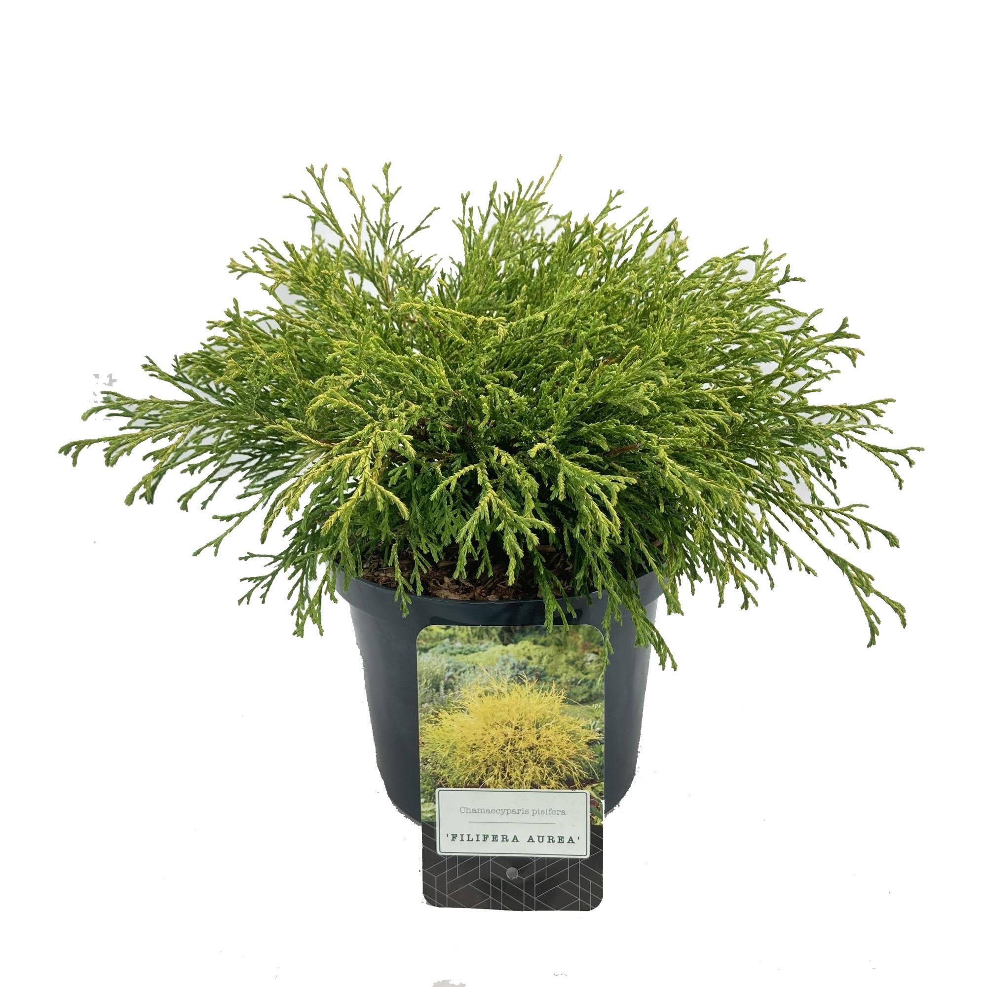 Chamaecyparis pisifera 'Filifera Aurea', D 18