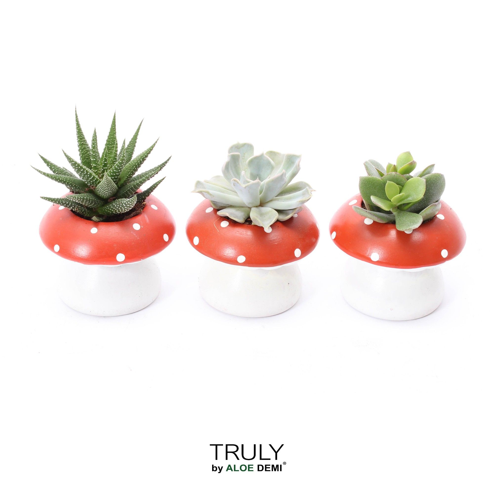 TRULY Succulent, mushroom, D 9