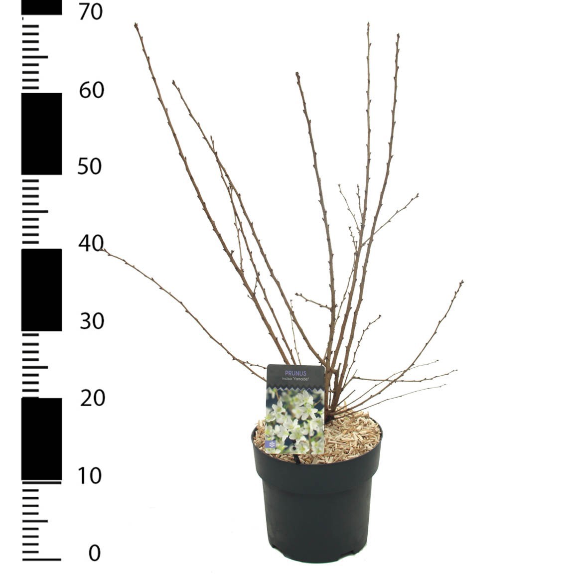 Prunus incisa 'Yamadei', D 23