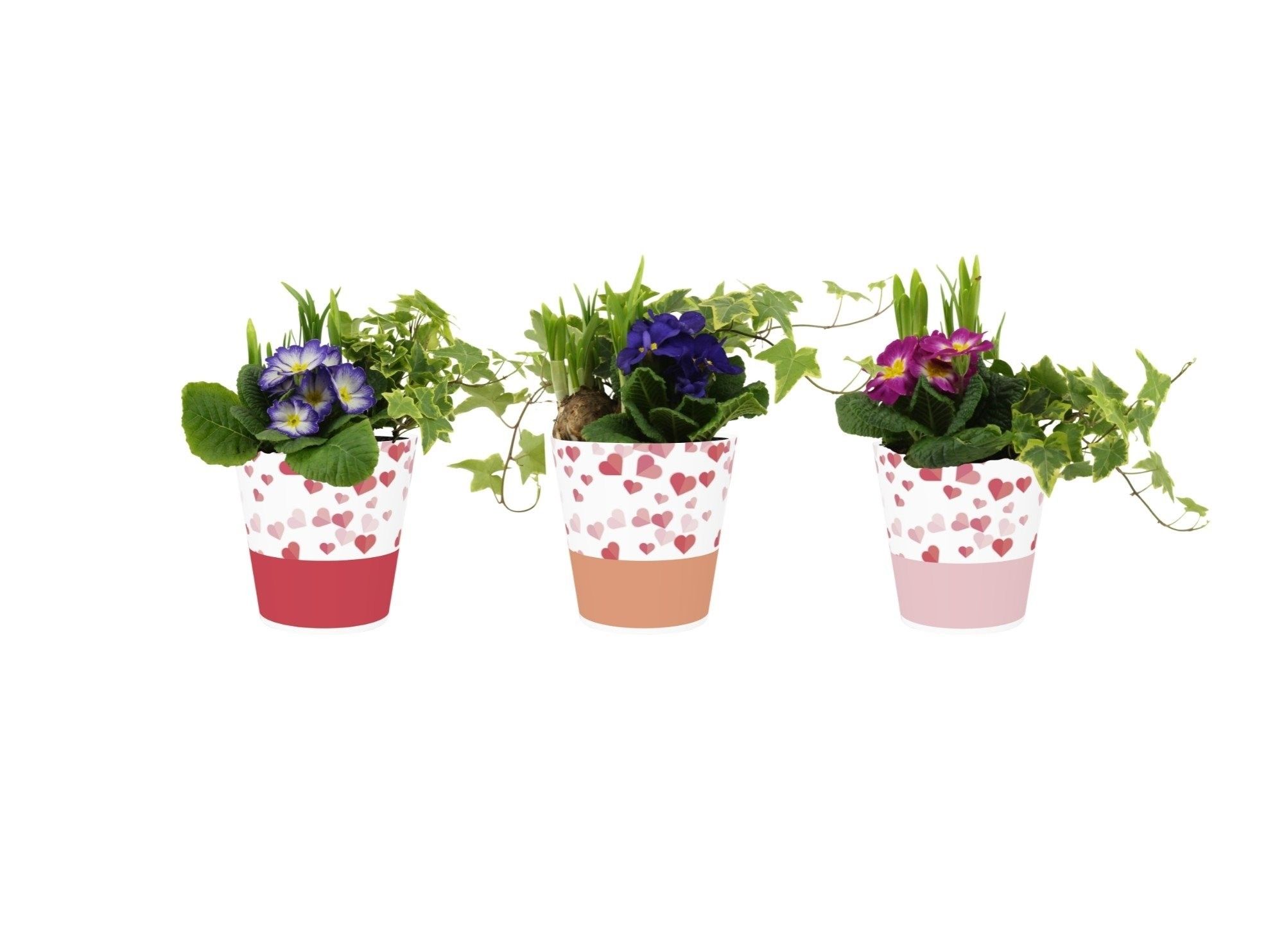 Collectie "Party Love" Arrangement in Smartcup Candy, D 12