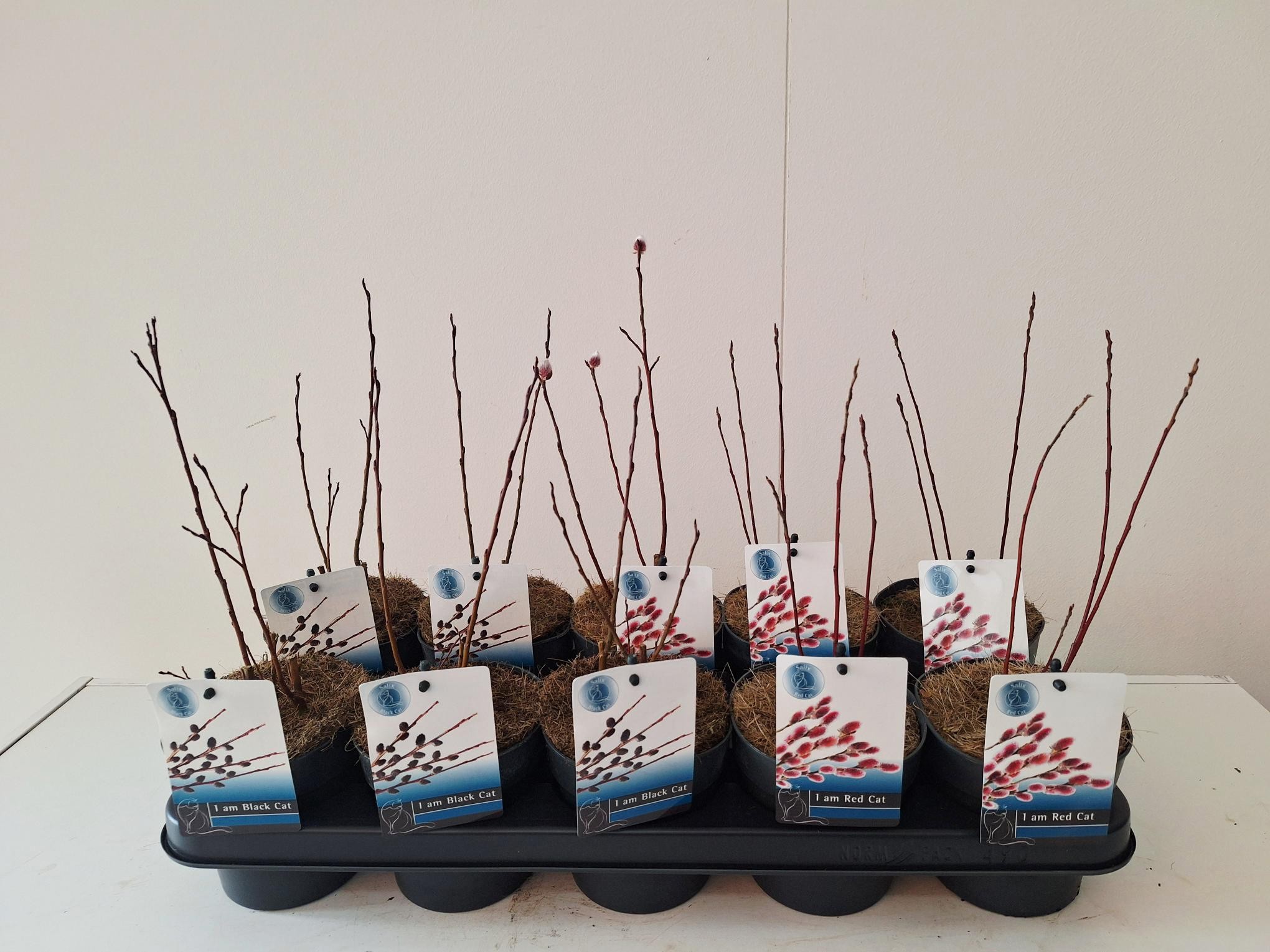 Salix mix bush Red/Black Cat p12, D 12