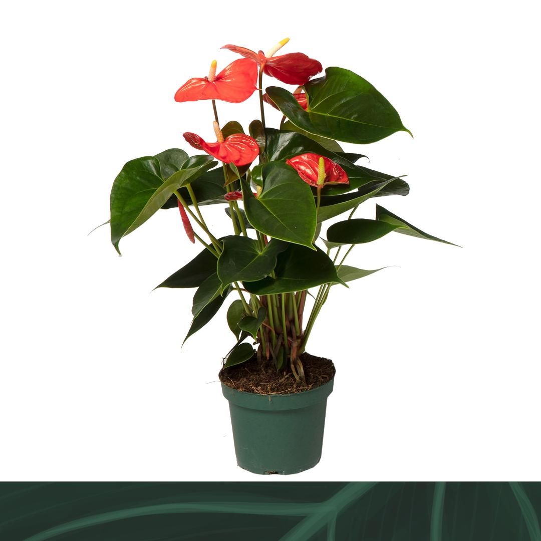 Anthurium Solara 12cm, D 12
