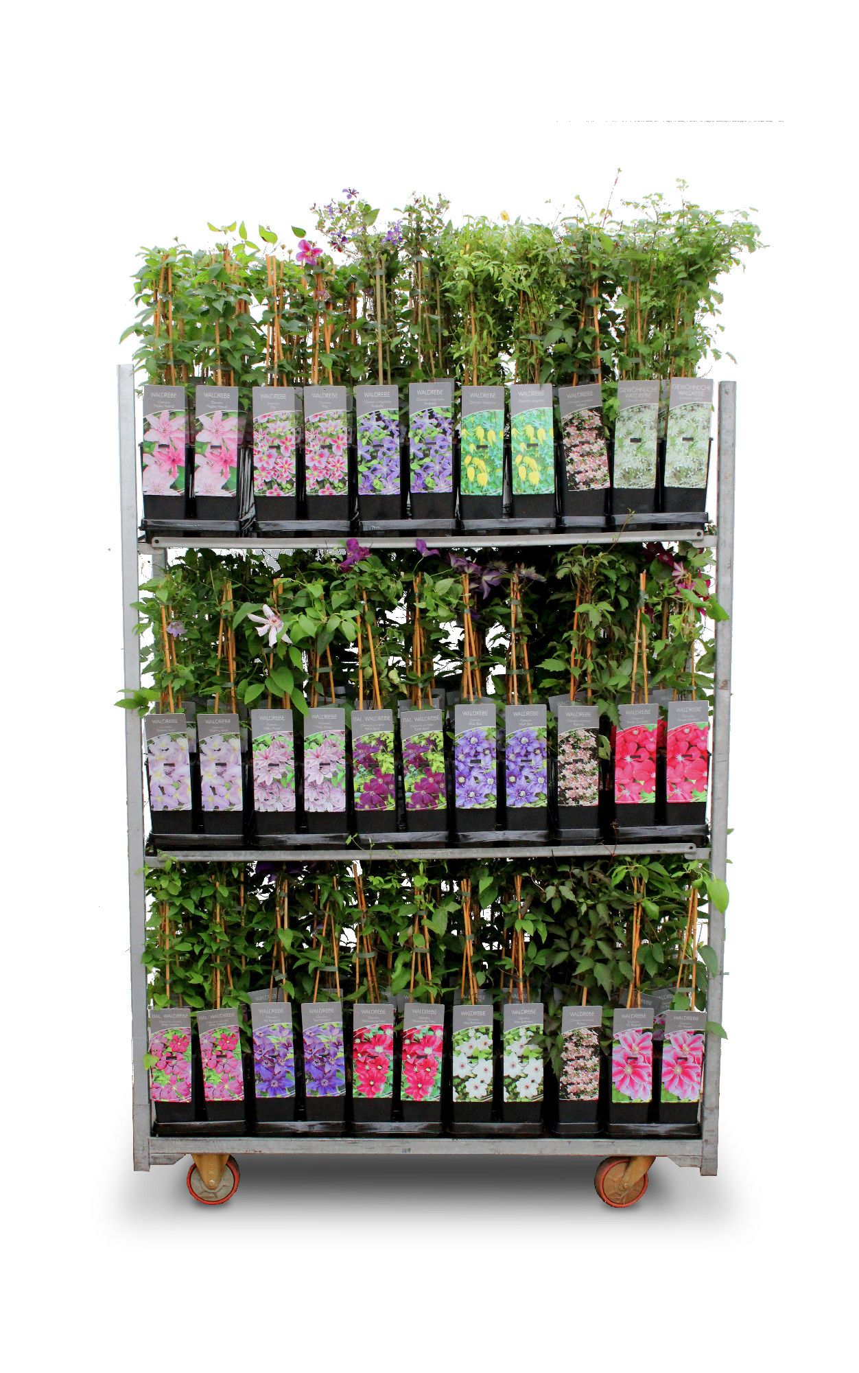 Clematis Hybr. i.S., D 17