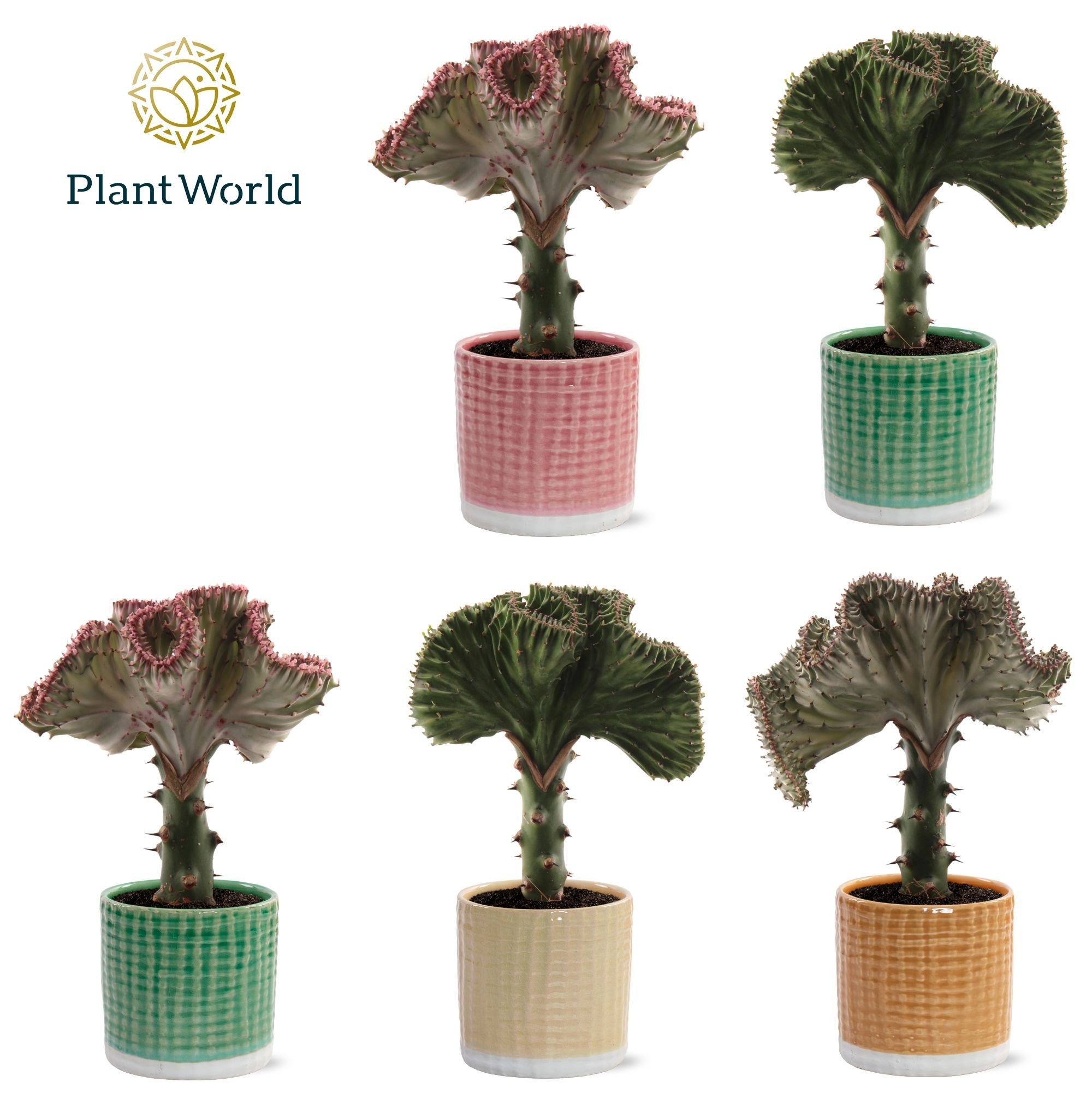 Euphorbia lactea 'Cristata' Mix in pot Elsa, D 10,5