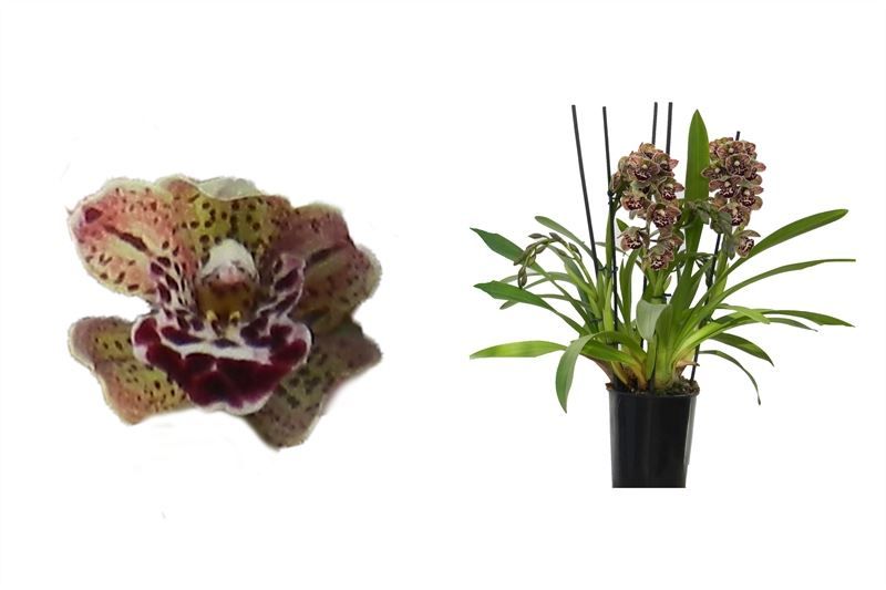 Cymbidium p14 Magic Vogel 5-6T50+, D 14