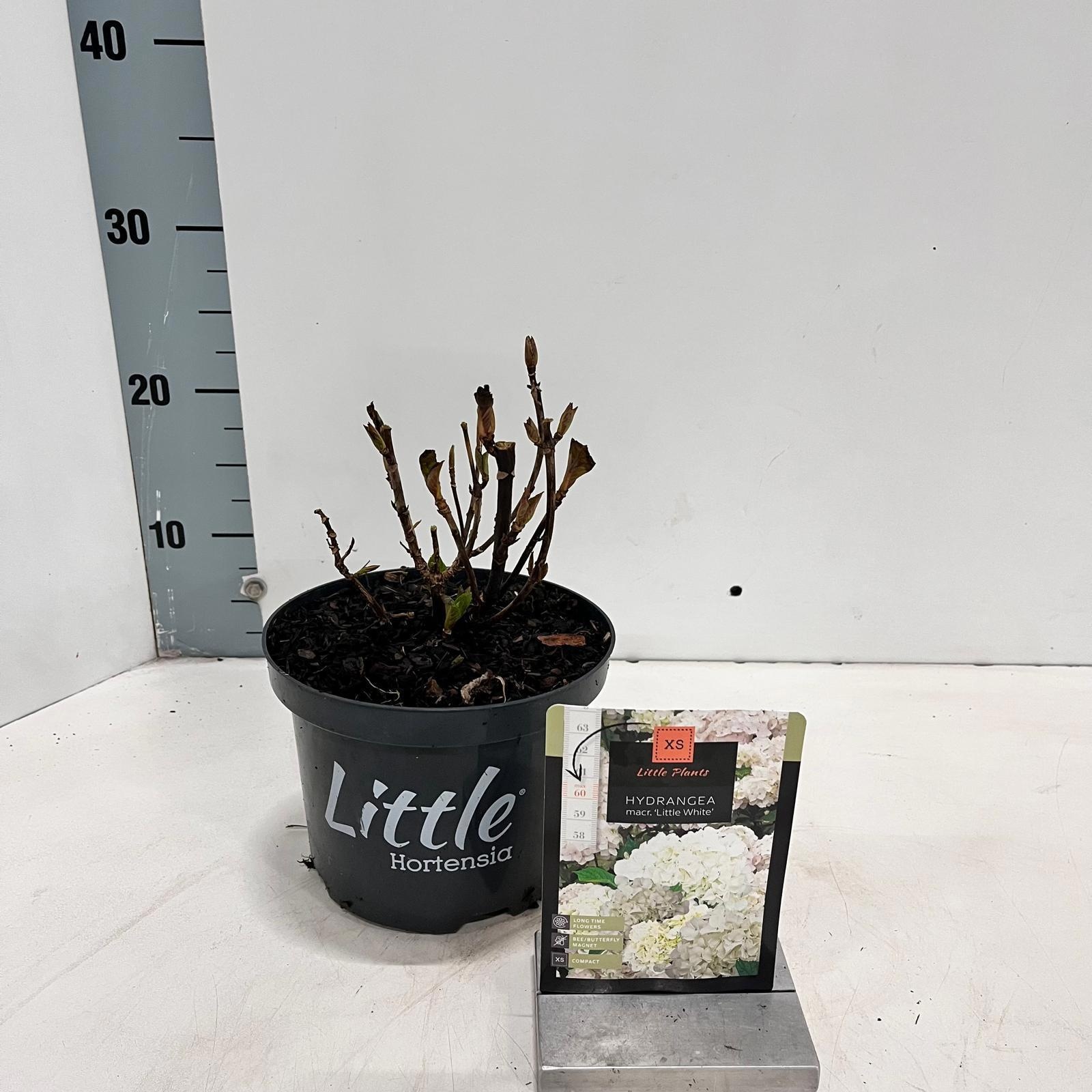 Hydrangea macr. 'Little White' ® (Little XS), D 17