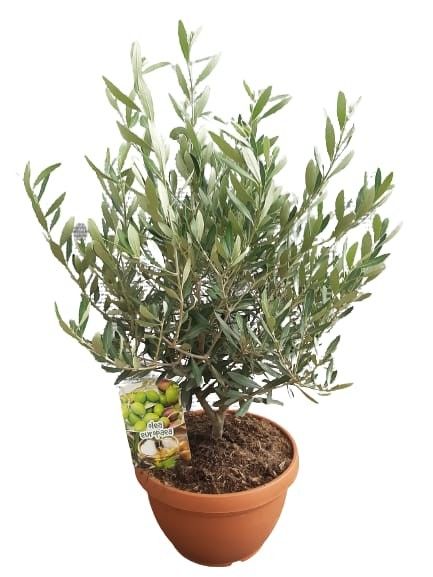 Olea europaea T25, D 25