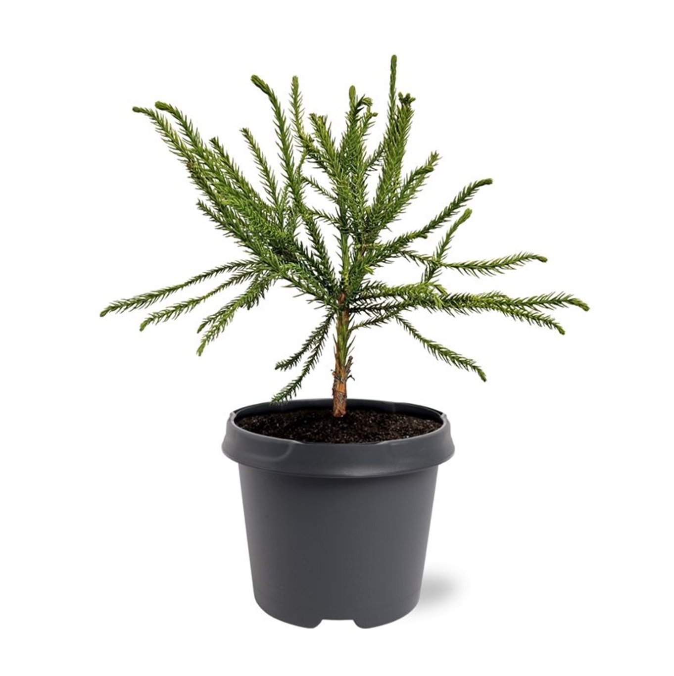 Cryptomeria japonica 'Dacrydioides', D 23