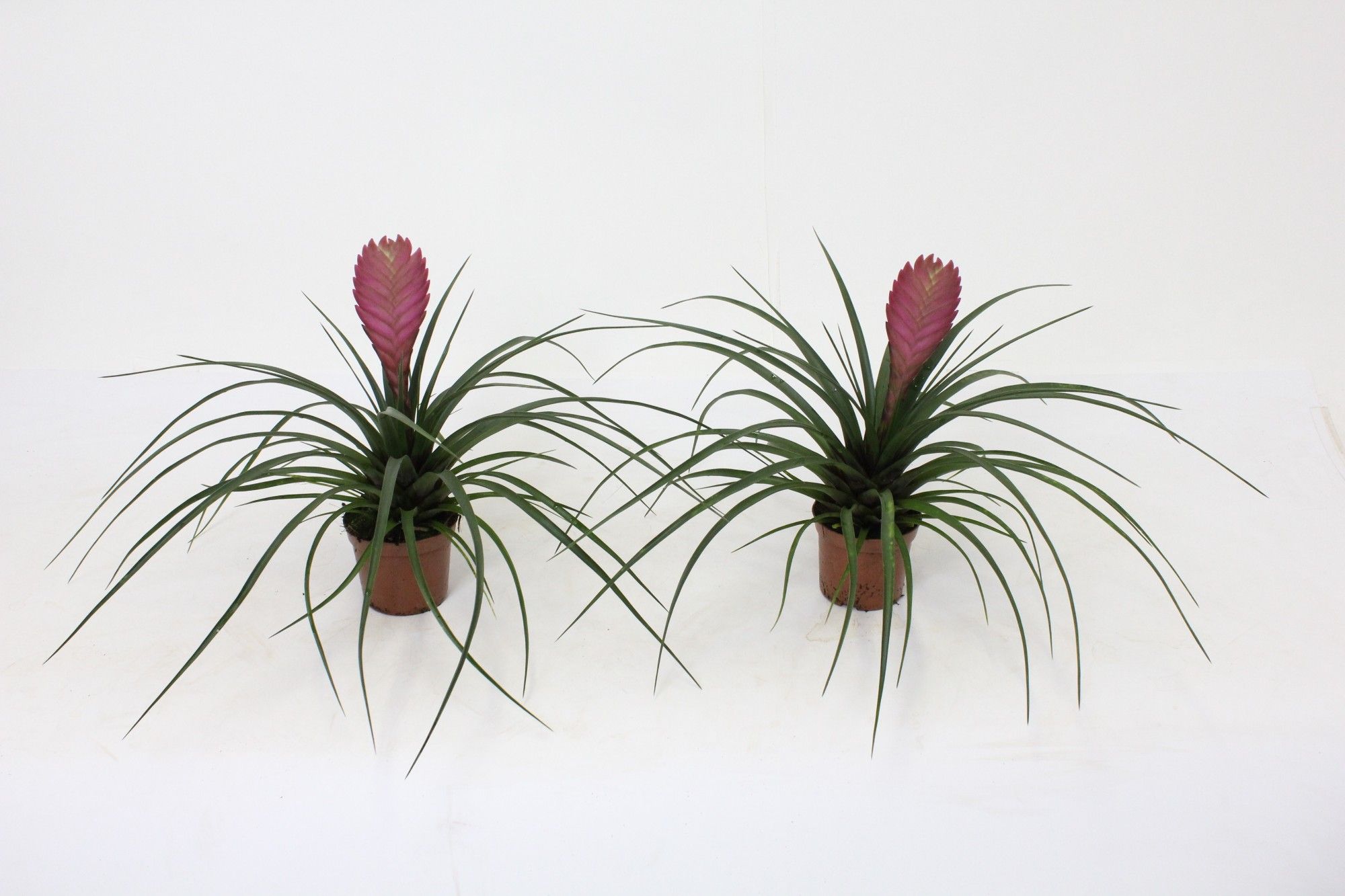 Tillandsia, D 9