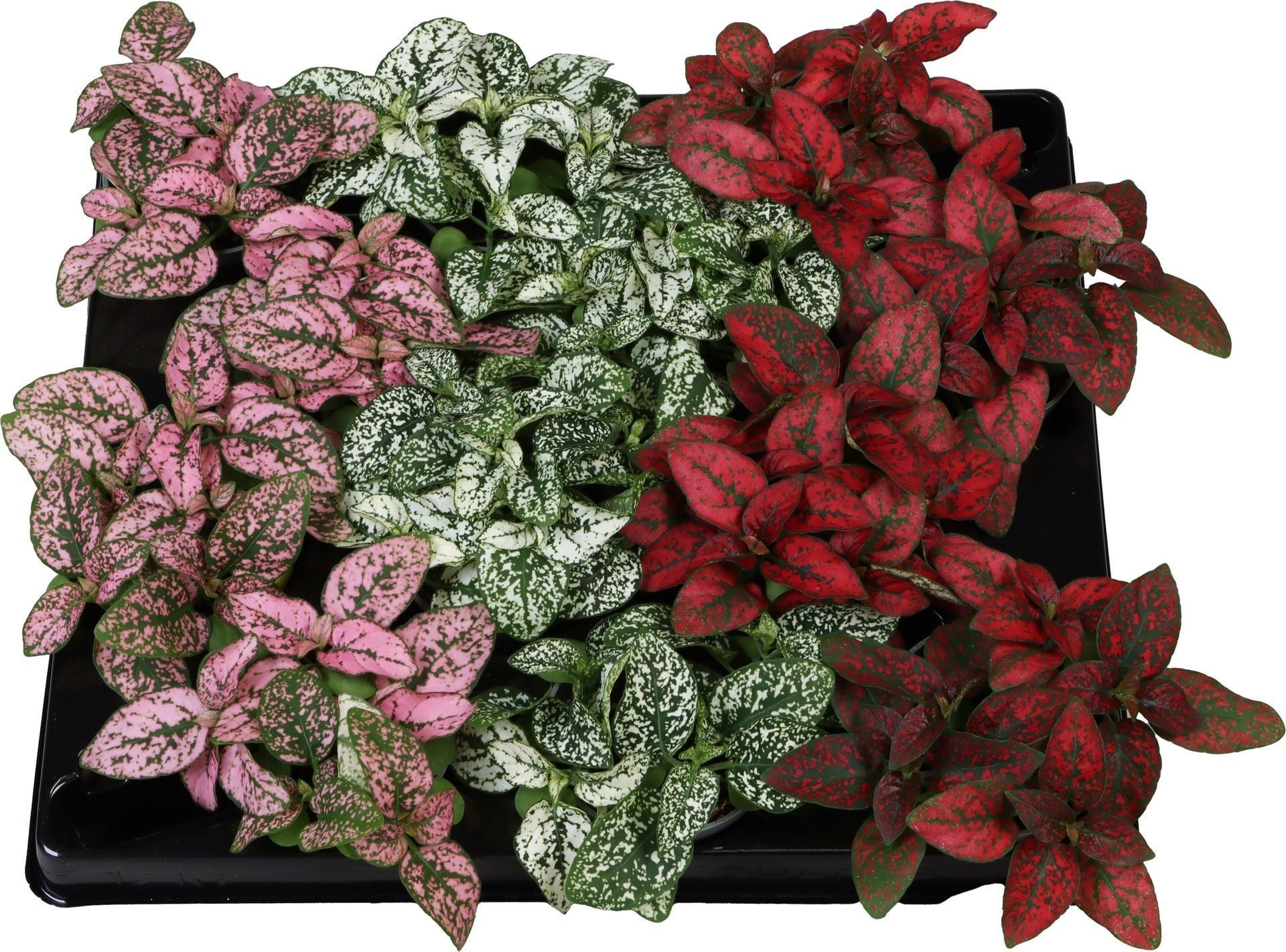 Hypoestes Phyllosachya Mix, D 6