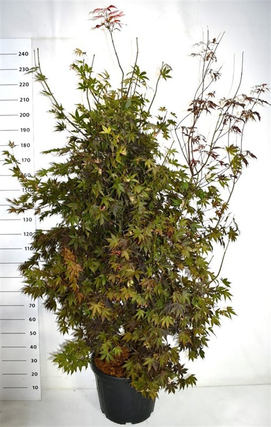 Acer pal. 'Bloodgood', D 51