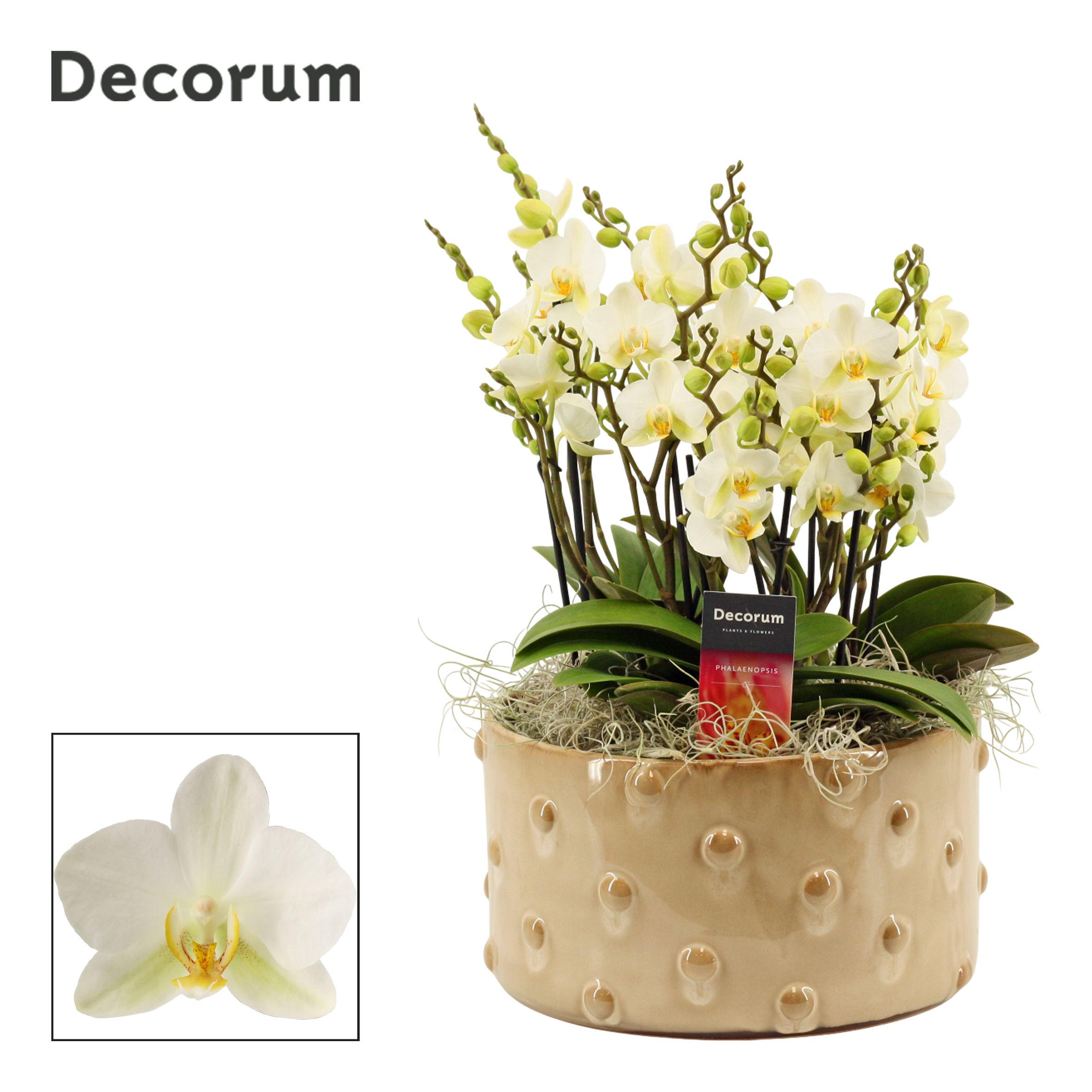 Belle dazzling 9+ tak symphony Lausanne (Deco-collection), D 27