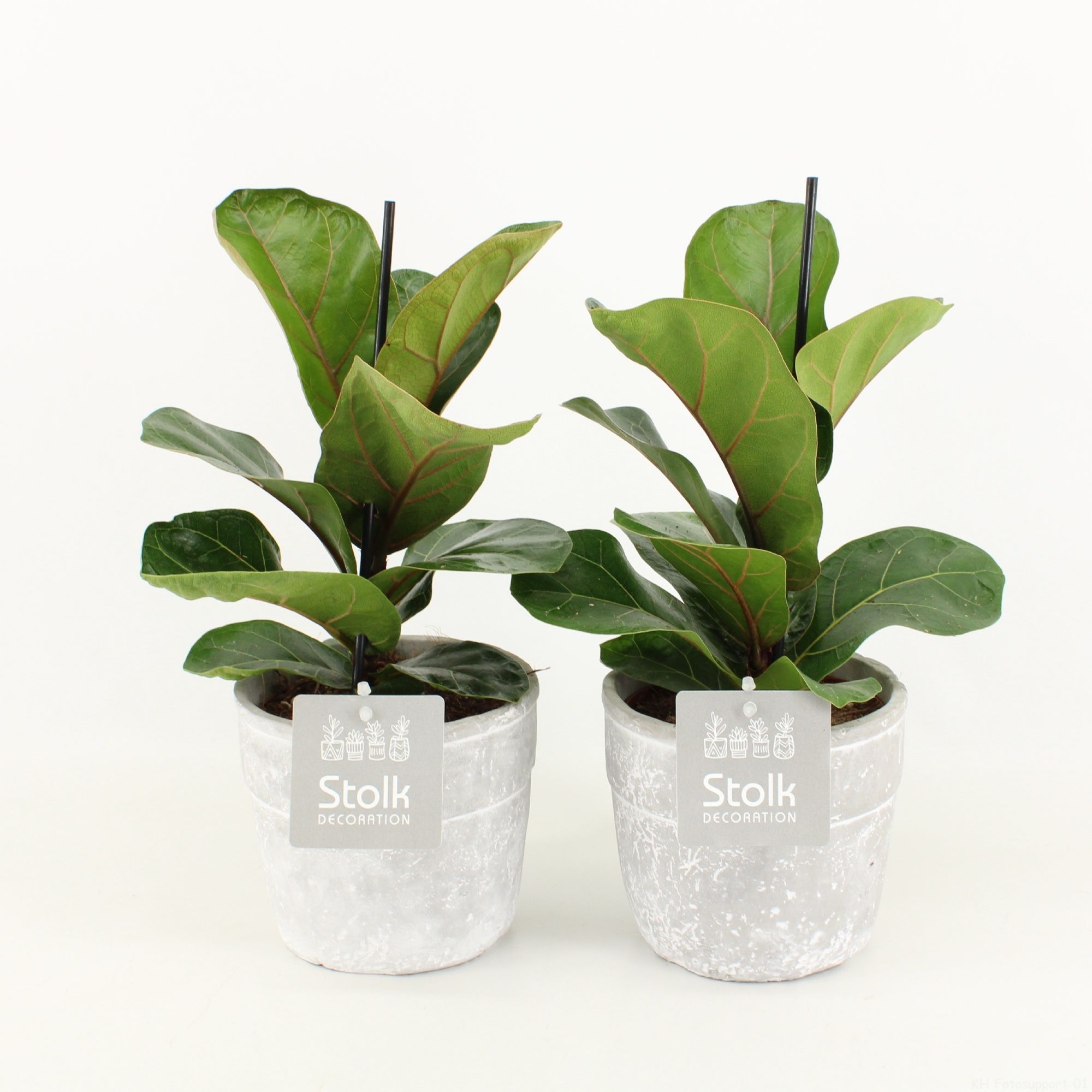 Ficus Lyrata in Stone Look Pot, D 13
