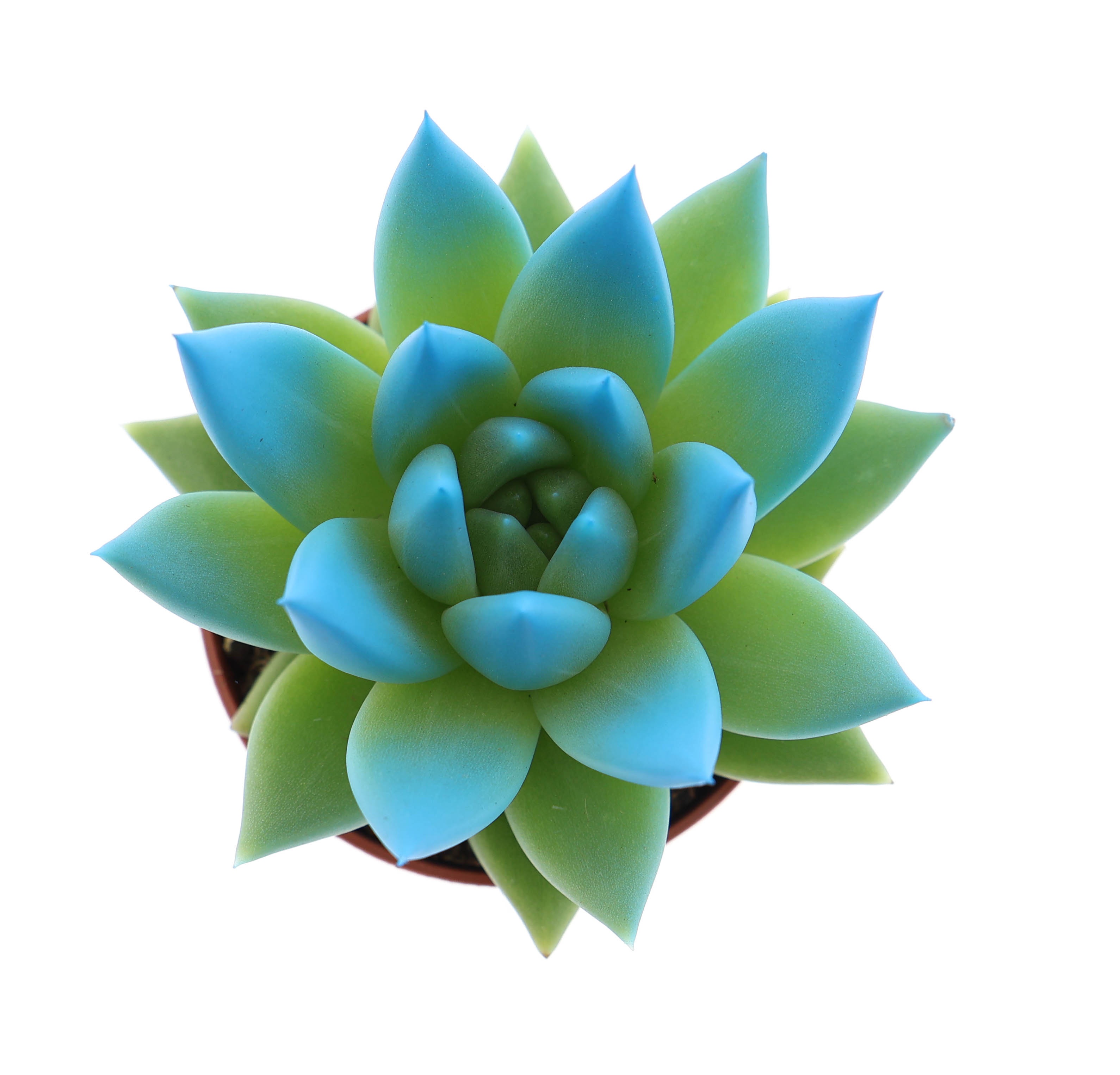 Miranda tips mint, D 5,5