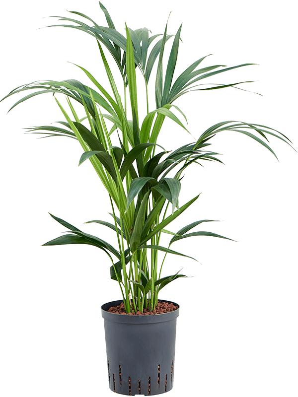 Kentia (Howea) forsteriana, D 18