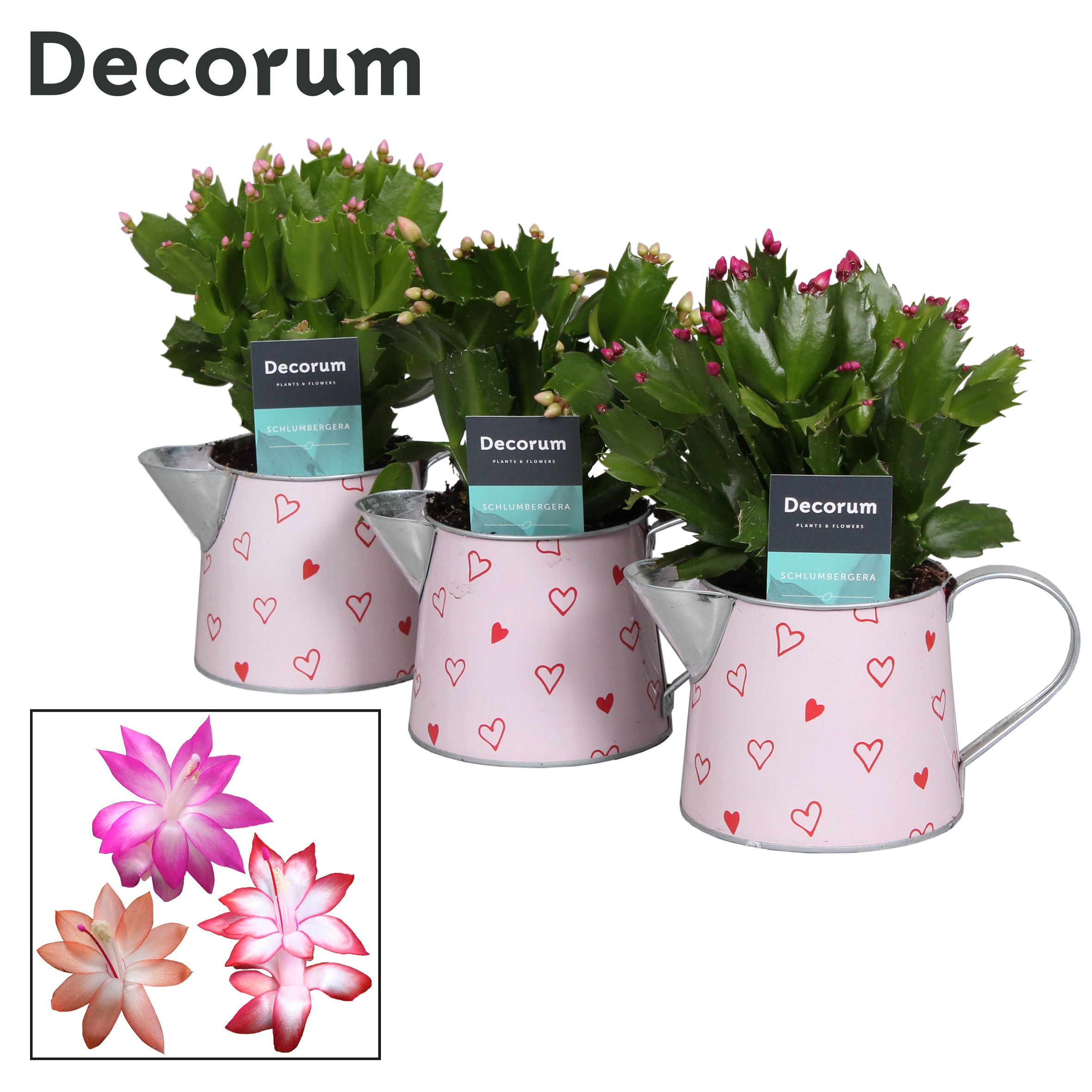 Schlumbergera - 10,5 cm - Sweet Watering Can- Decorum, D 10,5