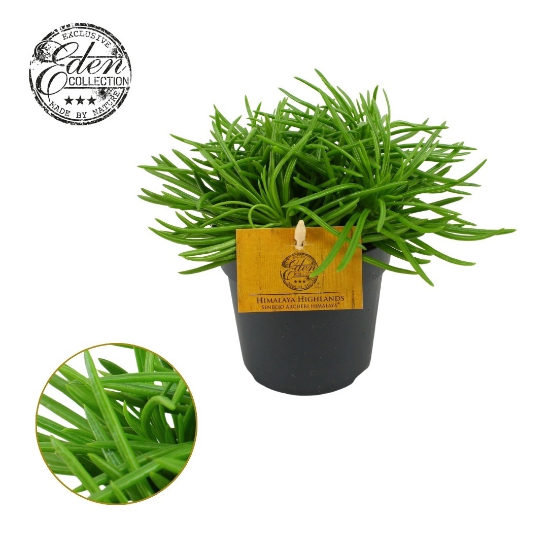 Senecio Himalaya 12cm, D 12