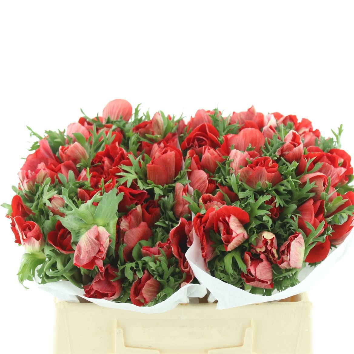 Анемон Мистраль + Рэд 35 (красн.), шт.