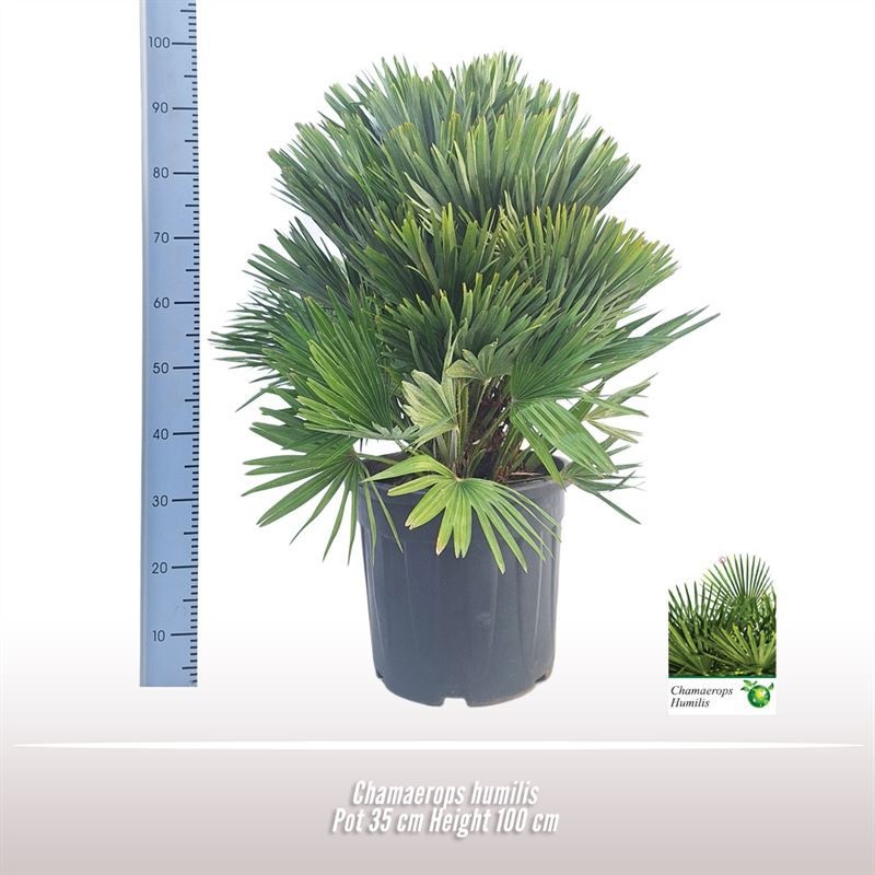 Chamaerops humilis, D 35