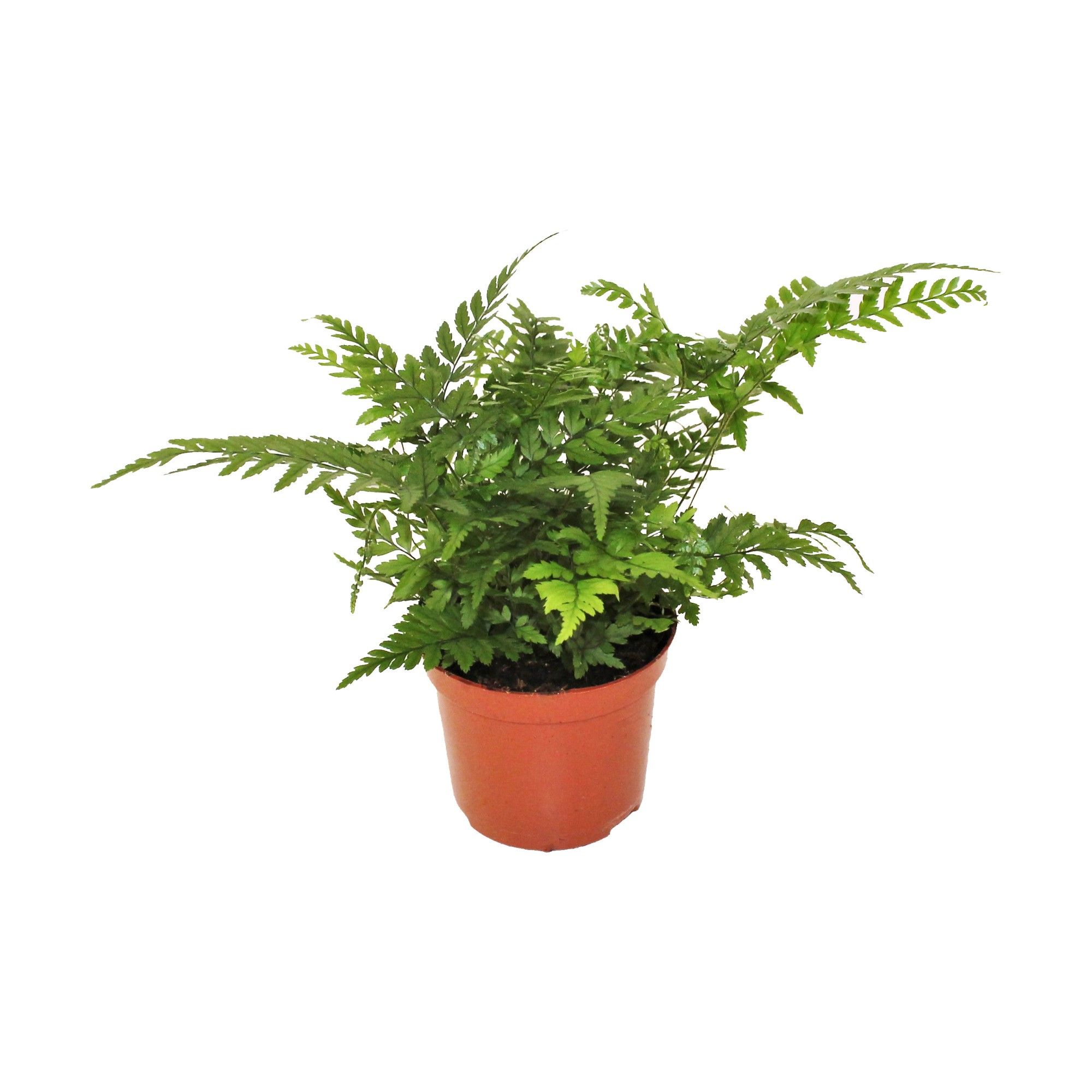 Athyrium Spicatum - De varen voor binnen en buiten!, D 8,5