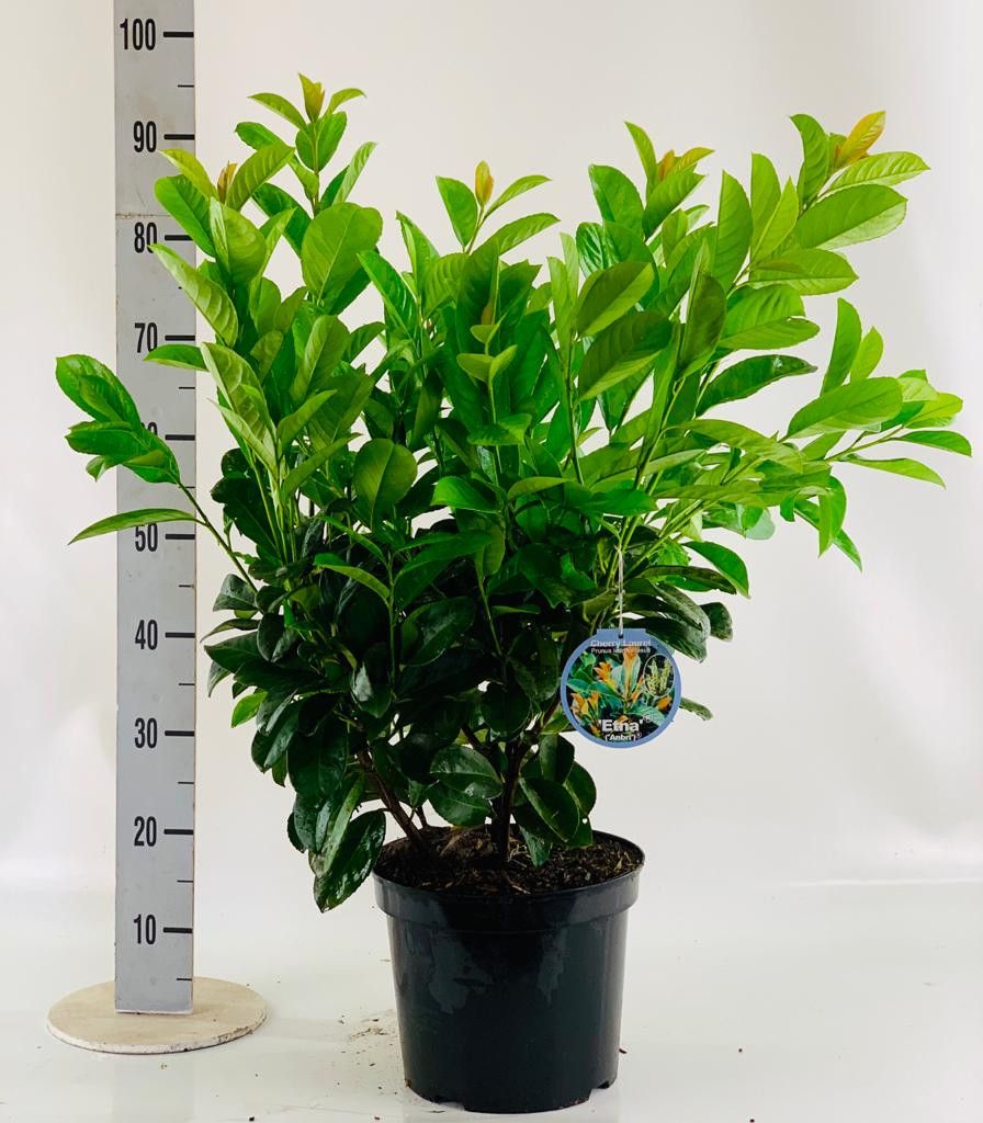 Prunus laur. 'Etna'® 60-80cm, D 26