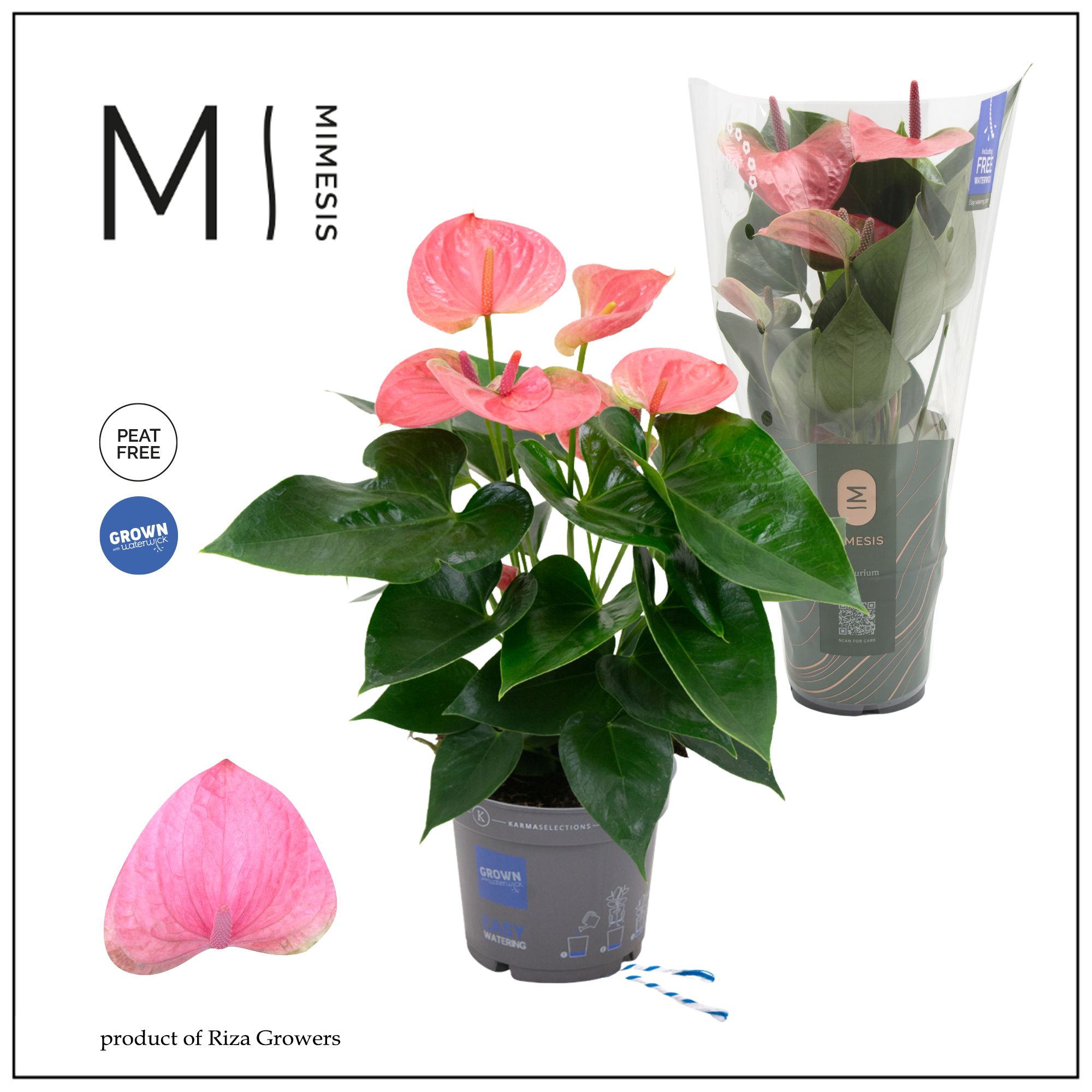 Mimesis Anthurium KARMA Pink - 12cm, D 12 cm