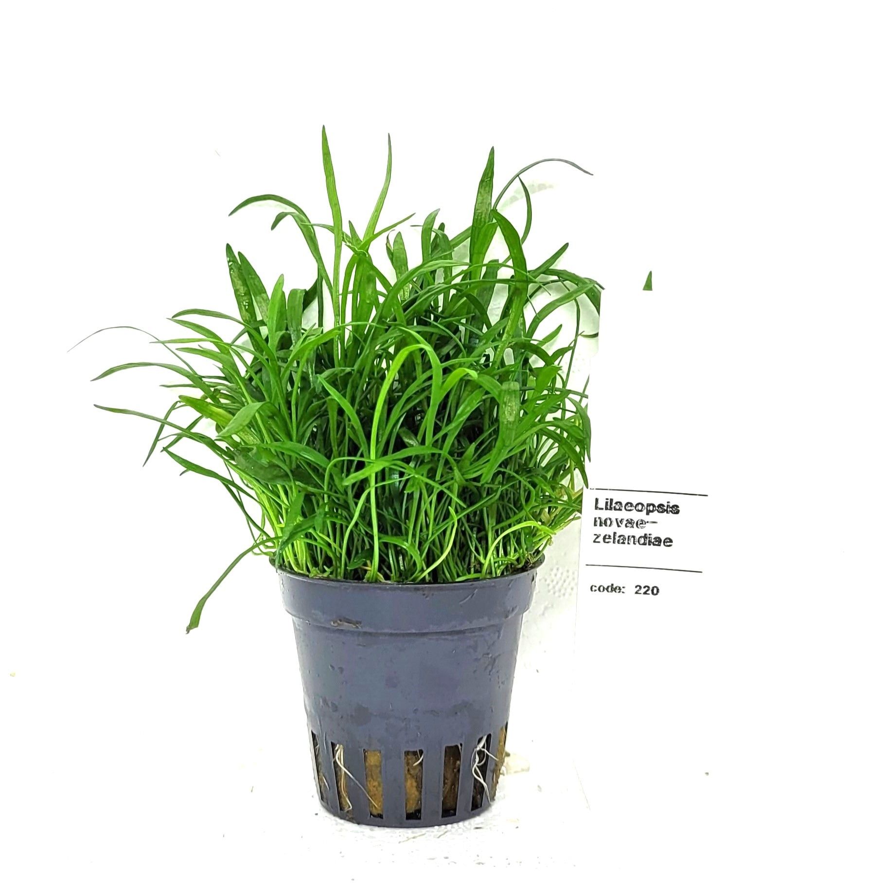 Liaeopsis "novea-zealandiea", D 5