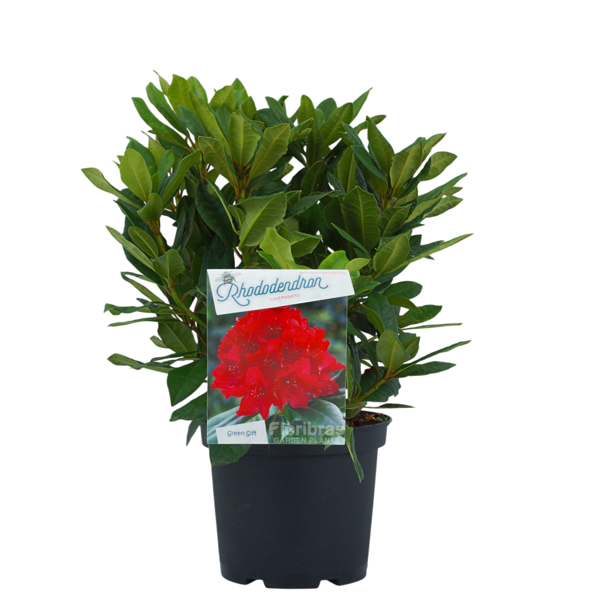 Rhodo. 'Lord Roberts' red, D 23