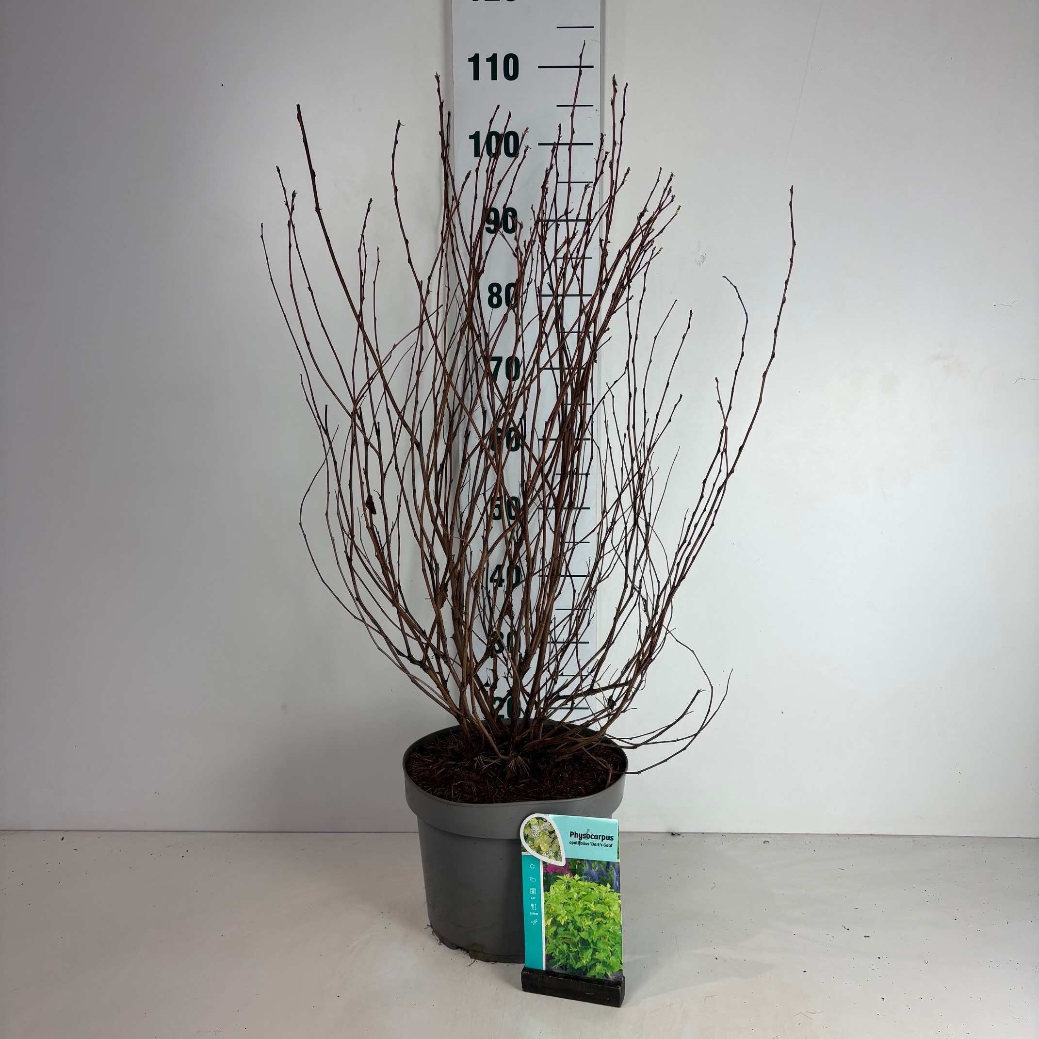 Physocarpus opulifolius Dart's Gold, D 29