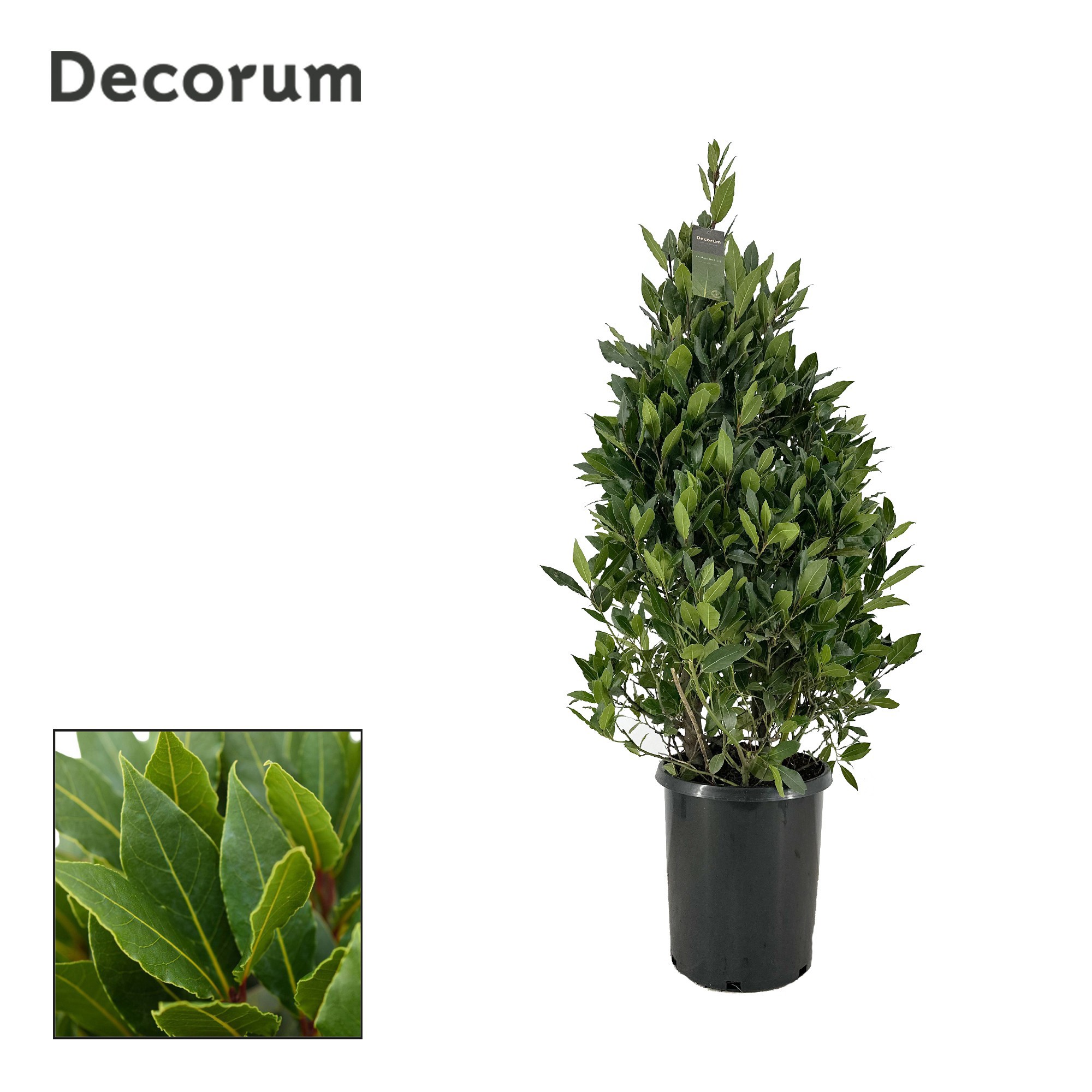 Laurus nobilis Piramide, D 30