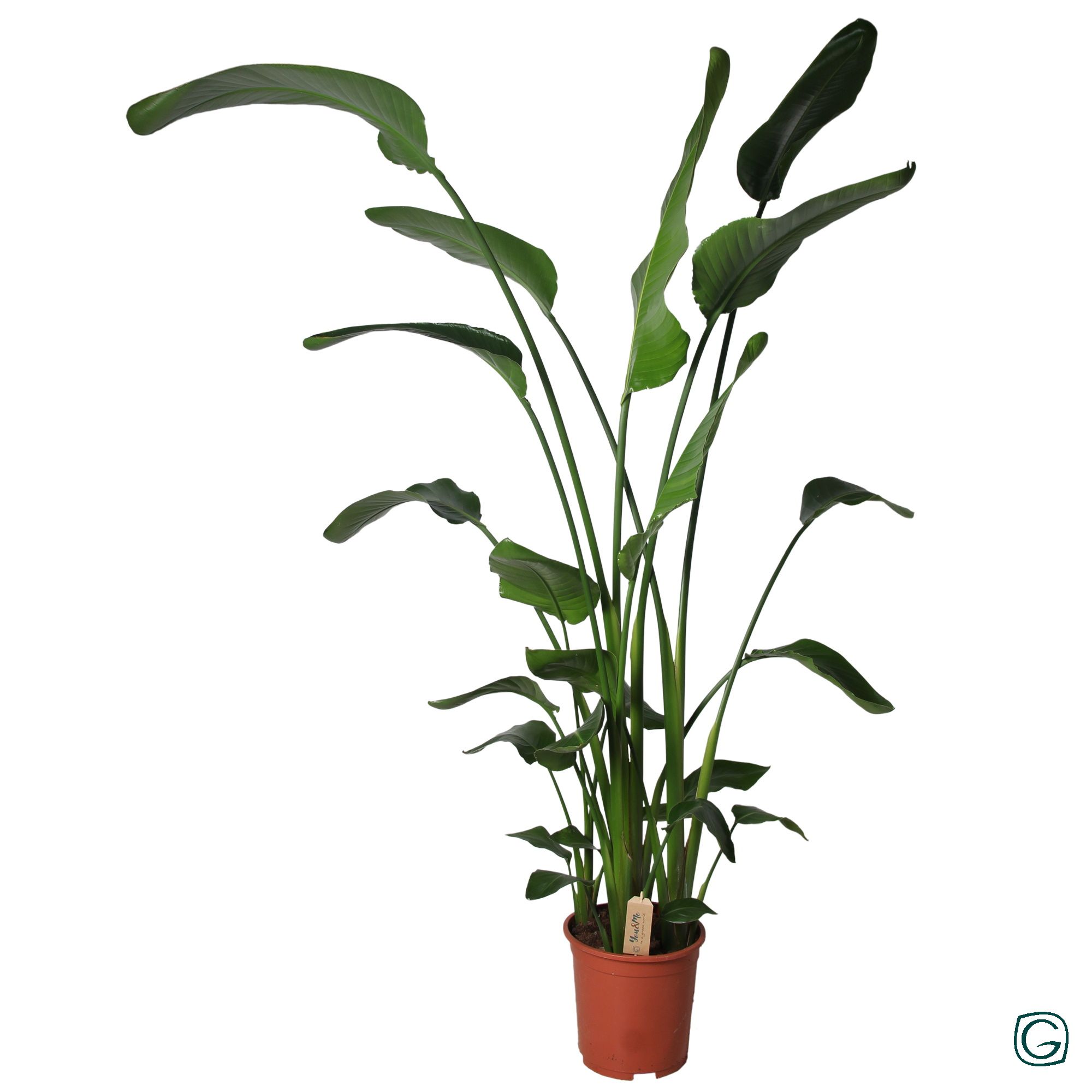 Strelitzia p27 XXL, D 27