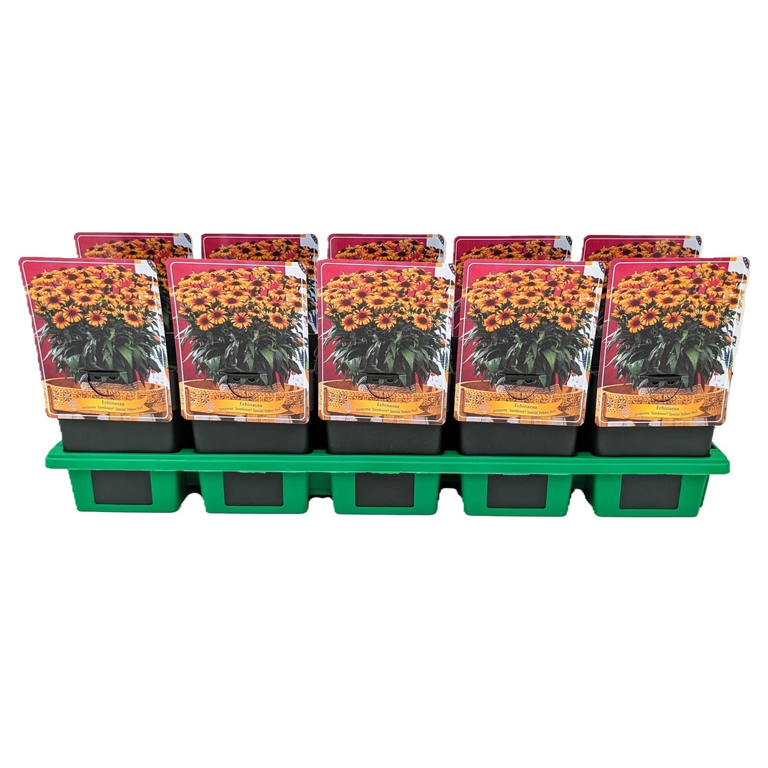 Echinacea Sombrero® Special Yellow Red P11, D 11