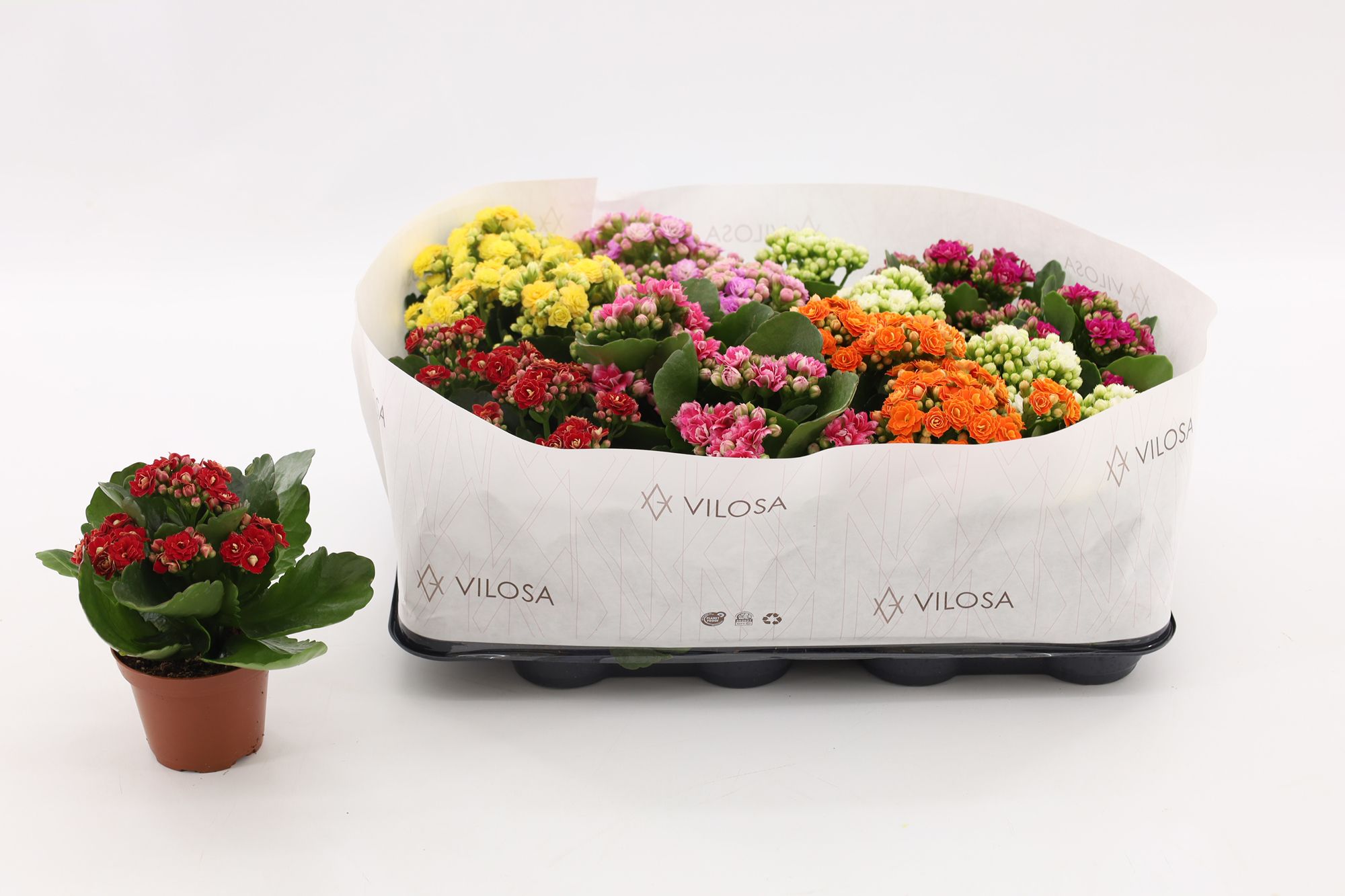 Kalanchoe Double Mix, in kraag, D 8