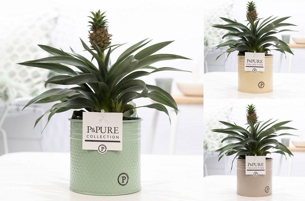 Ananas Rosita in P&PURE zinc Louise 4 mix, D 12