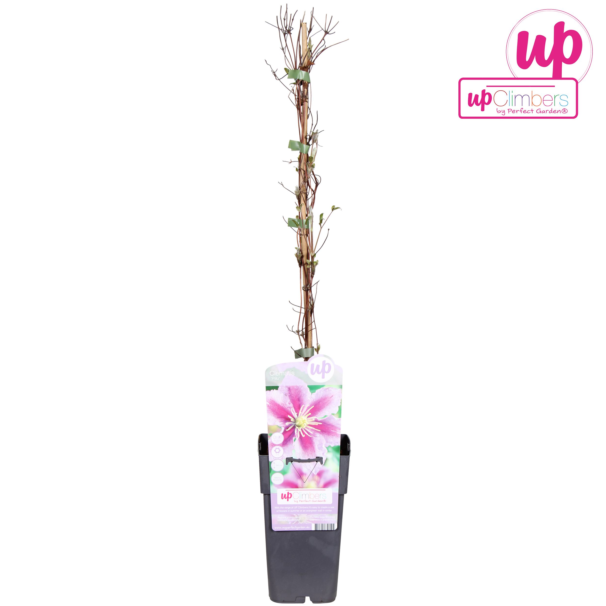 Clematis Piilu P15, D 15