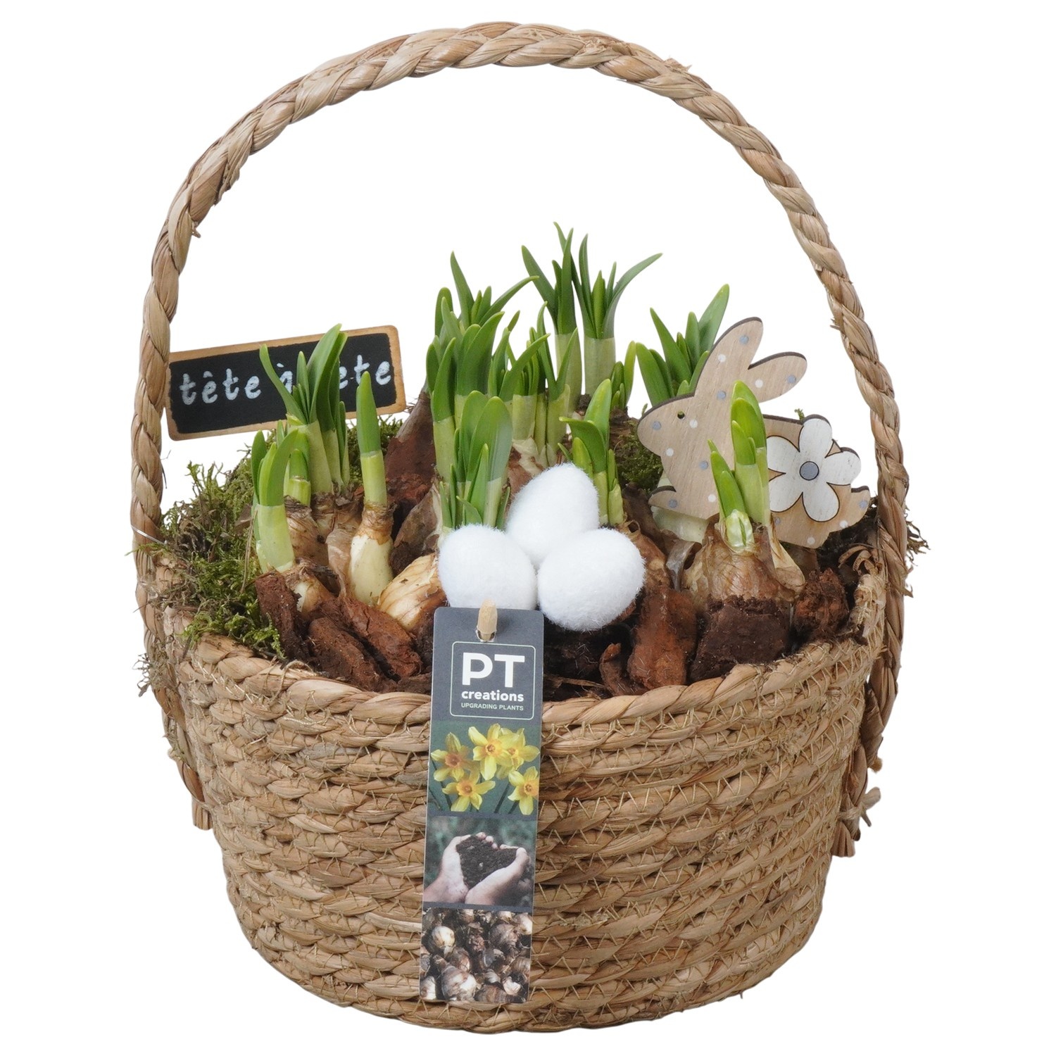 PTNP4456 Arrangement Narcissus Easter in rieten mand, D 22