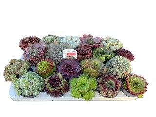 Sempervivum exclusieve mix in tray (kopie), D 9