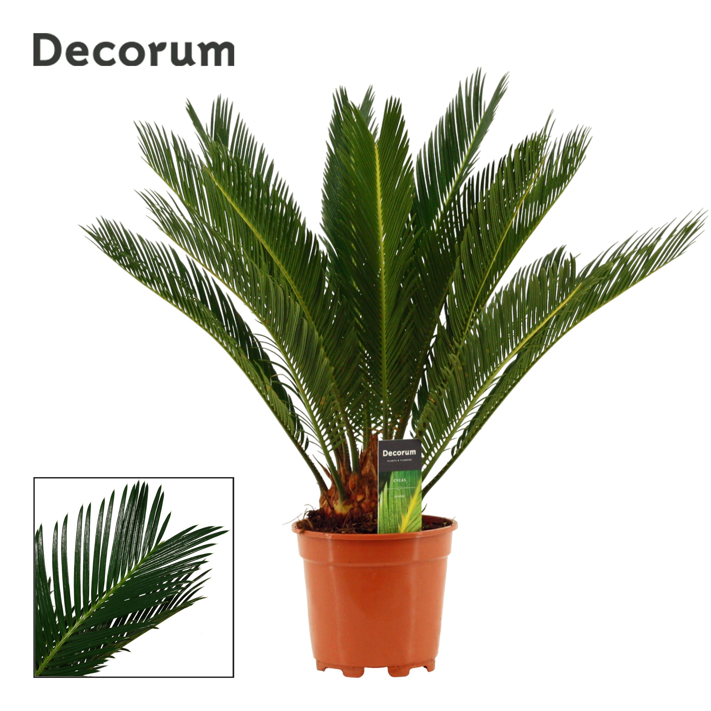 Cycas Revoluta 17 cm Decorum, 12+ veren, D 17