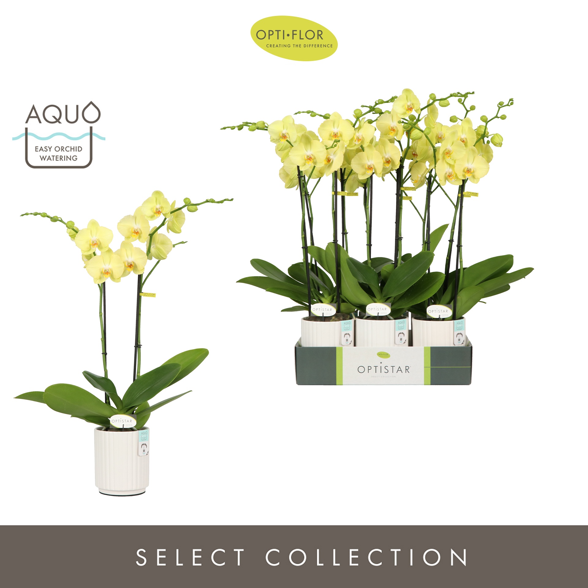 Optistar Ferrara 2 spike in Molise White Aquo, D 12 cm