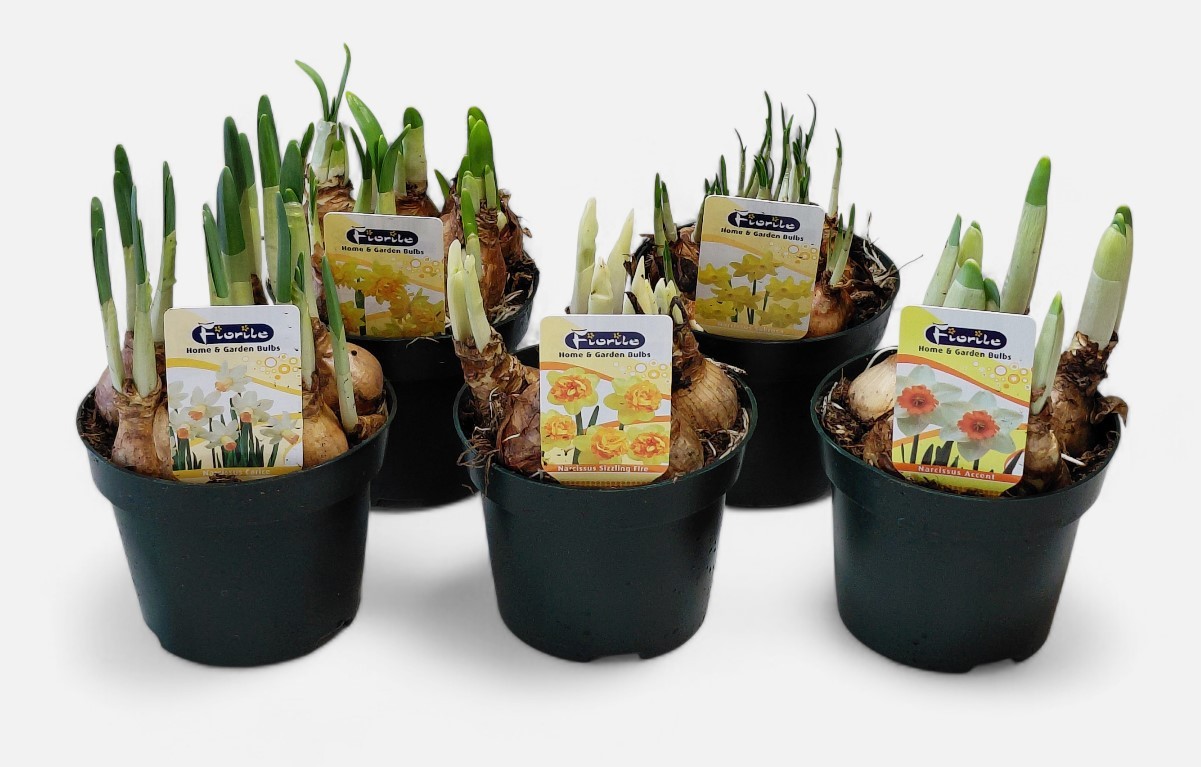 Narcis Special mix, outdoor, D 12