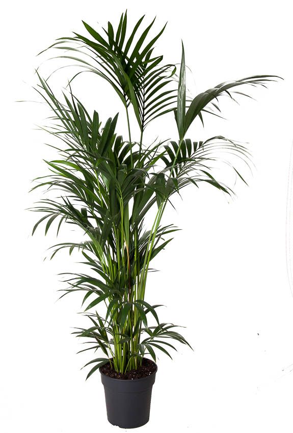 Howea Forsteriana(kentia) P31-160, D 31