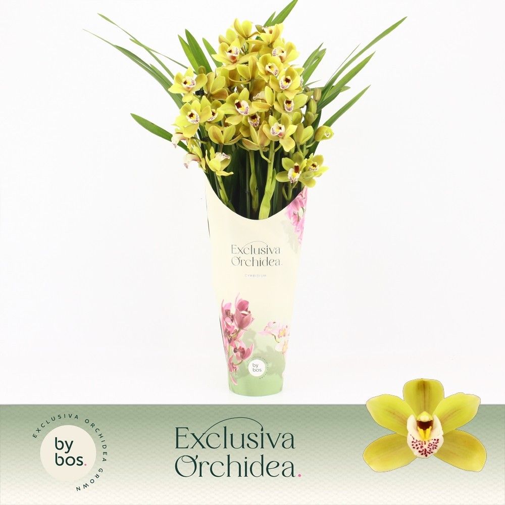 Cymbidium, Anna 5-spike P14 'Exclusiva Orchidea' Potcover, D 14