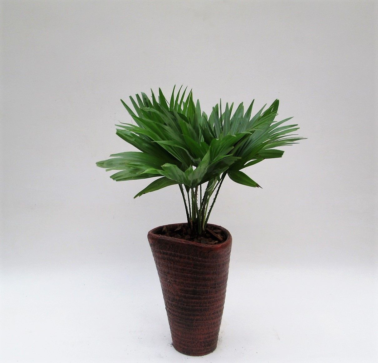 Livistona rotundifolia in susan pot met schors, D 16