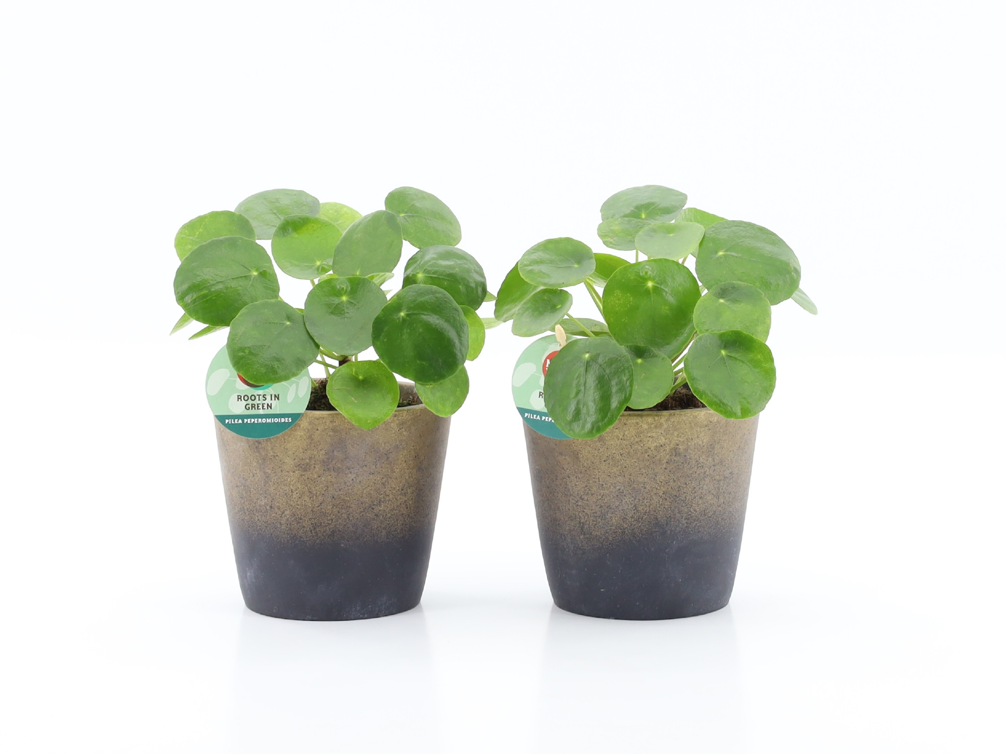 Pilea Peperomioides in Lunar keramiek, D 13