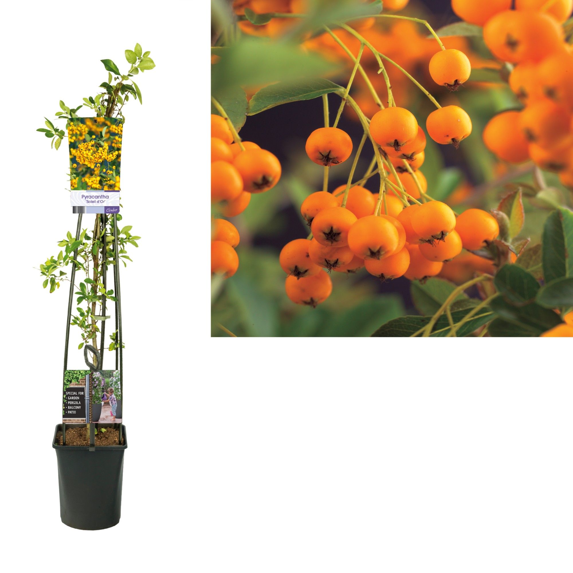 Pyracantha 'Soleil d'Or' +light label, D 23