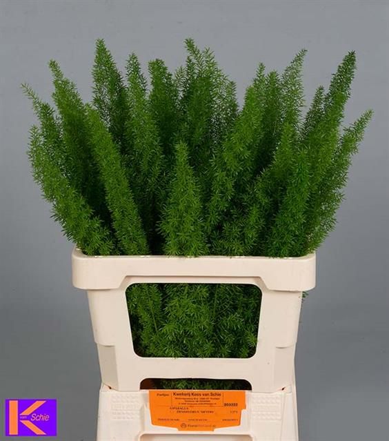 Аспарагус Маерс 60, шт.