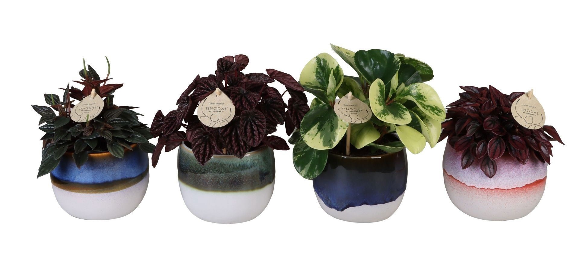 L 67139 with Peperomia Mix 12 cm, D 12