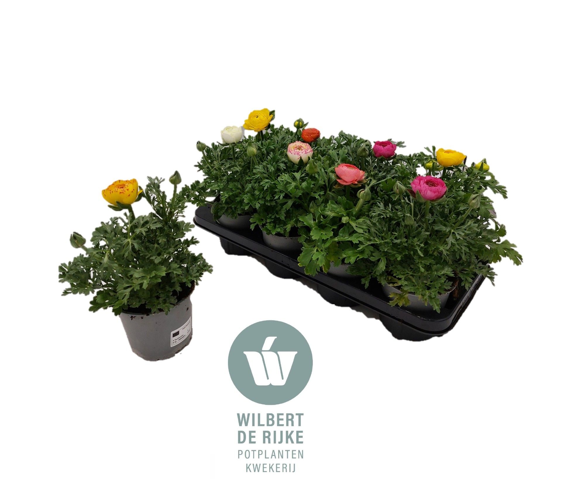Ranunculus Mixtray (Ranonkel), D 12